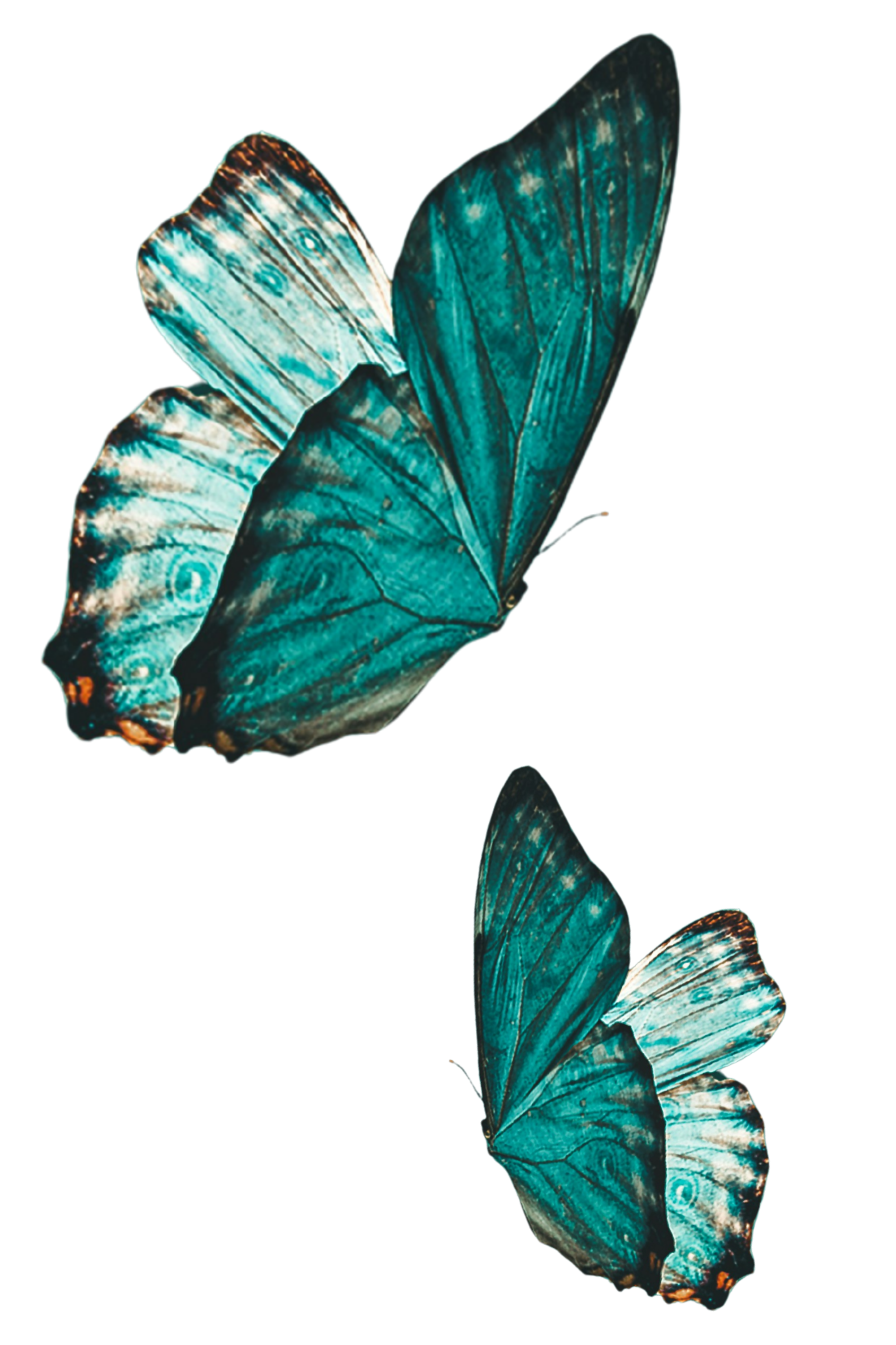 Multiple teal coloured butterflies, arranged vertically.