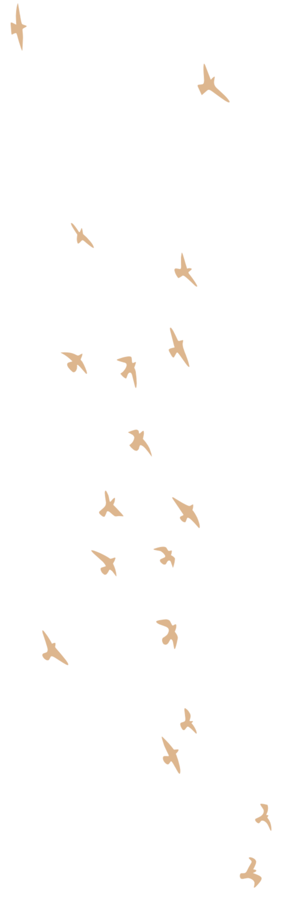 A graphic of a flock of birds flying.