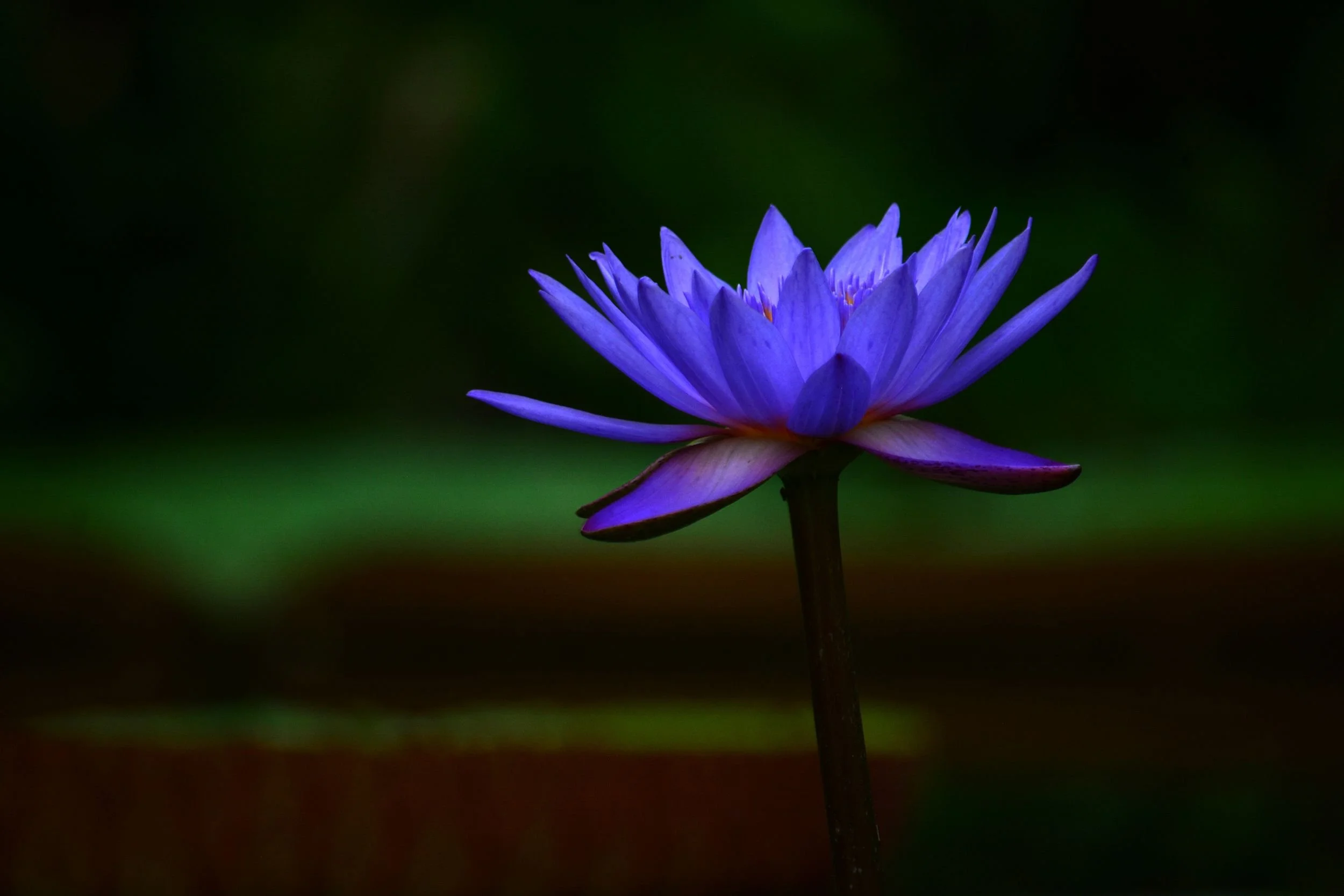 A close-up of a purple water lily flower with multiple petals, set against a dark, blurred background.