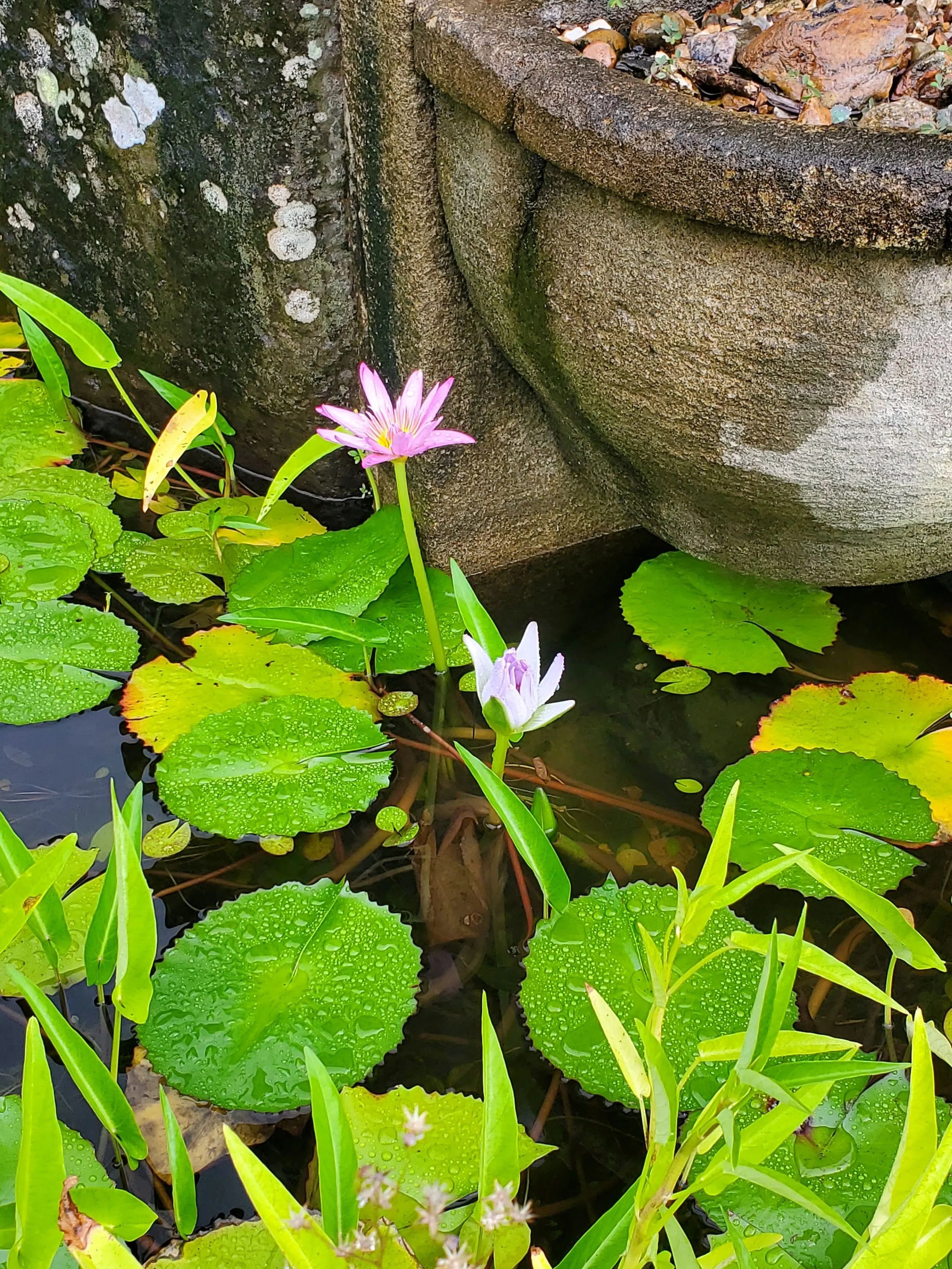Close-up of a pond with green lily pads, some with water droplets, pink and white water lilies, and a stone edge with moss and lichen.