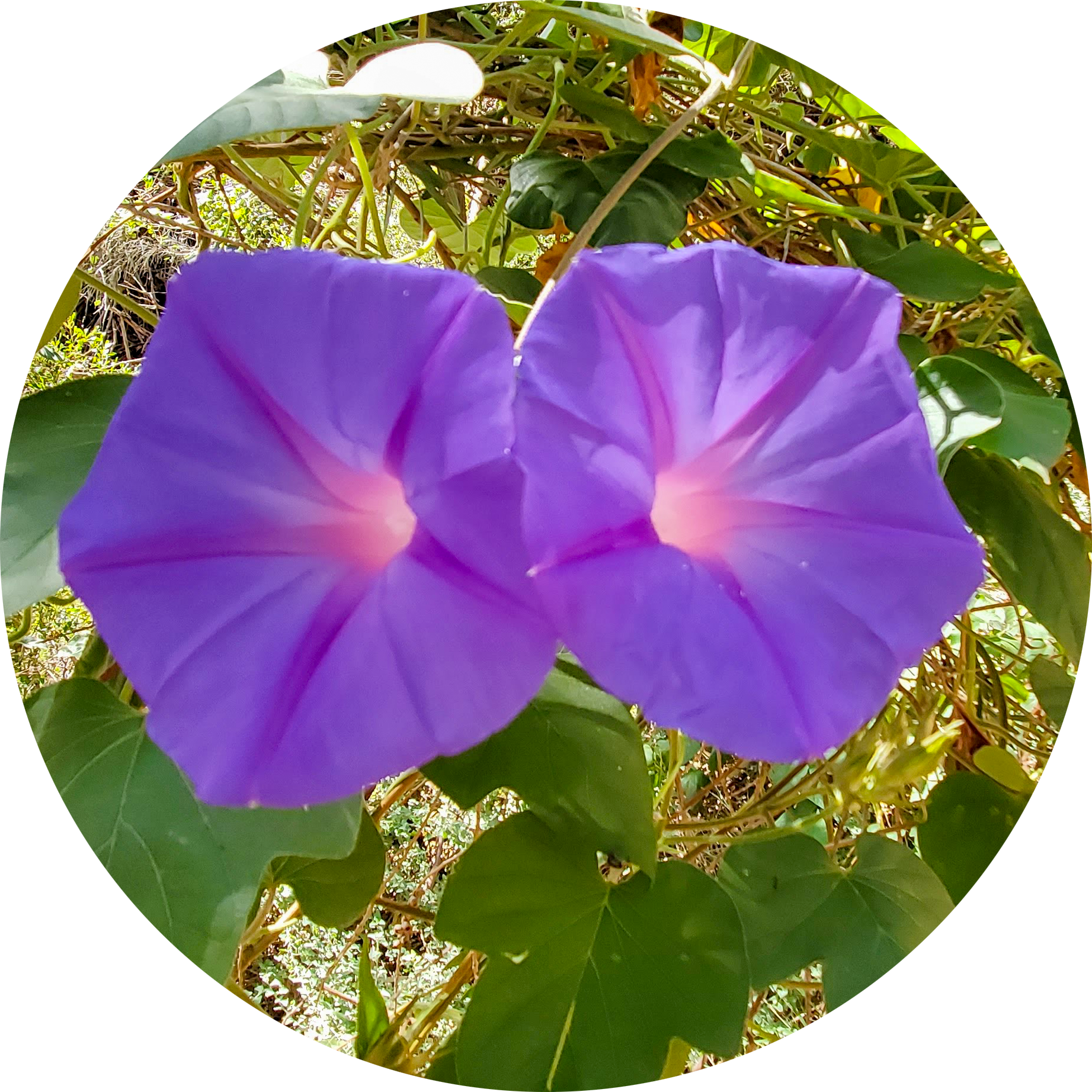 Close-up of a purple morning glory flower surrounded by green leaves and vines.