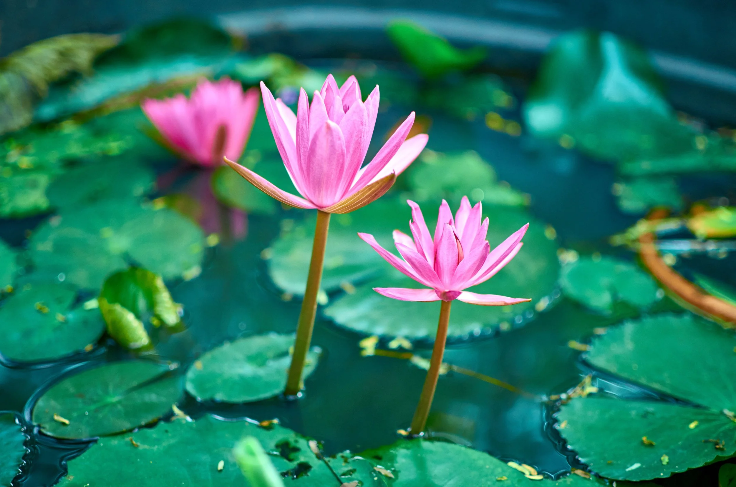 Pink water lilies floating on a pond with green lily pads and water.