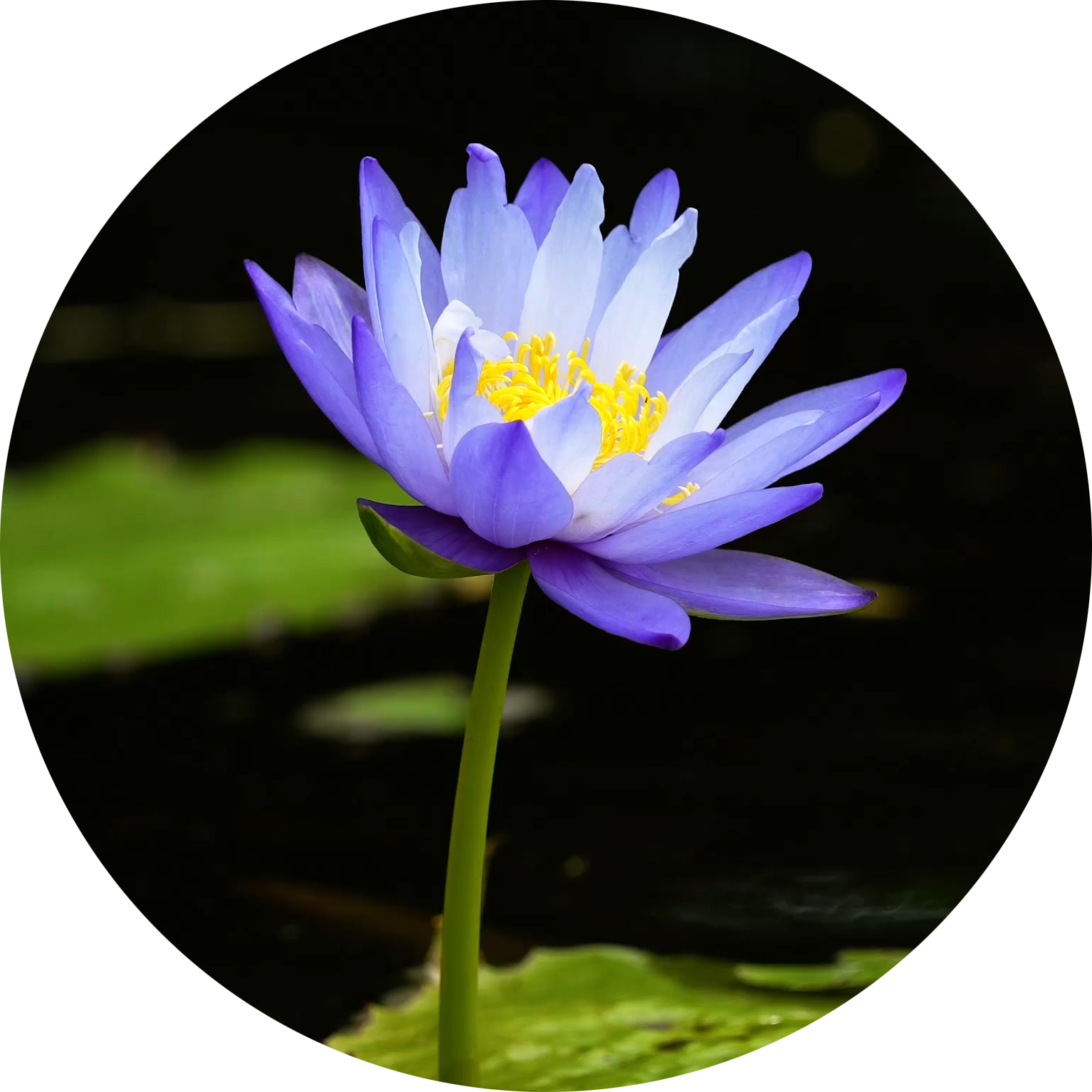 A purple and white water lily flower with bright yellow stamens, floating on a dark water surface with green lily pads in the background.