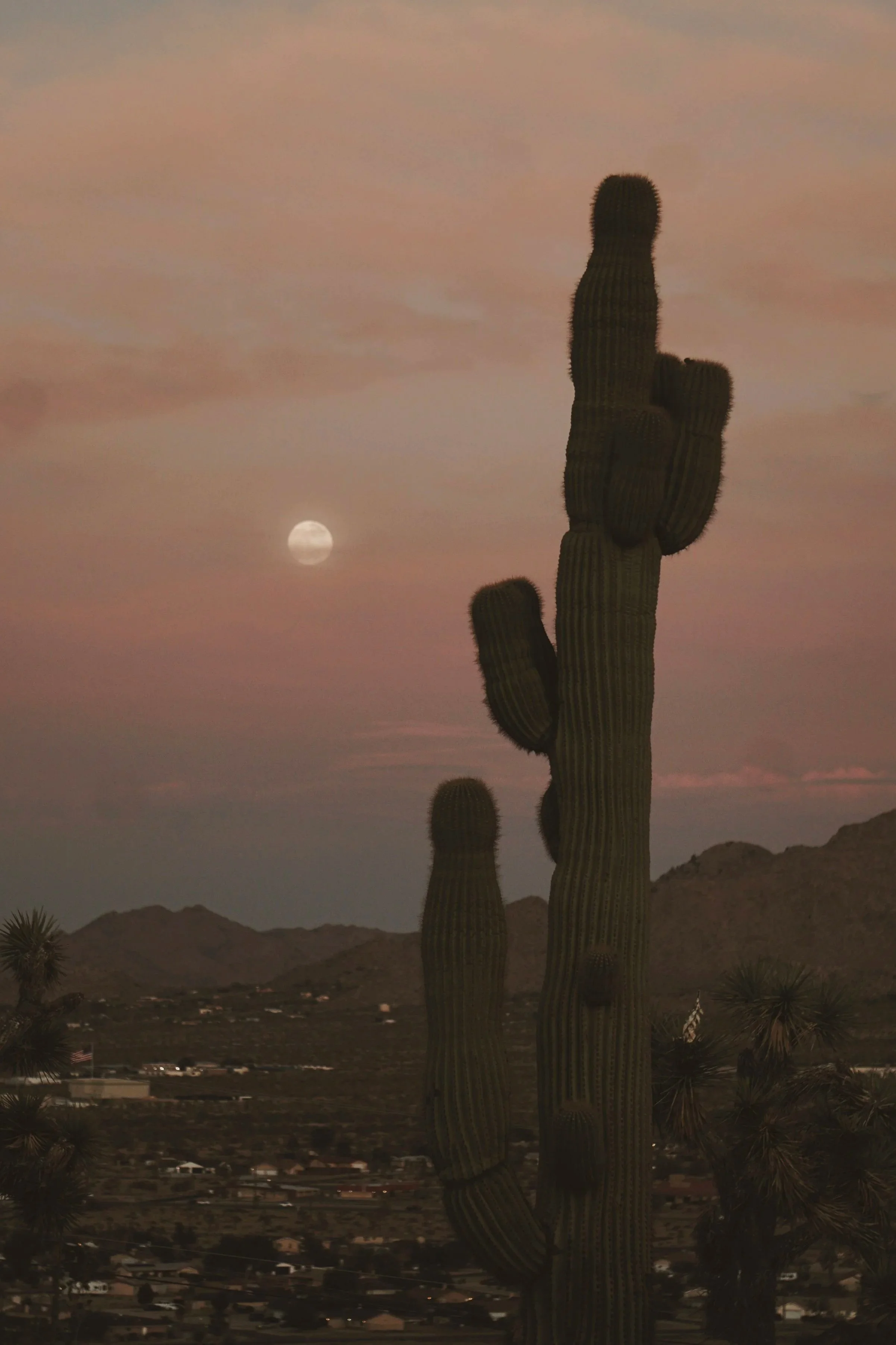 cactusmoonsite.jpg