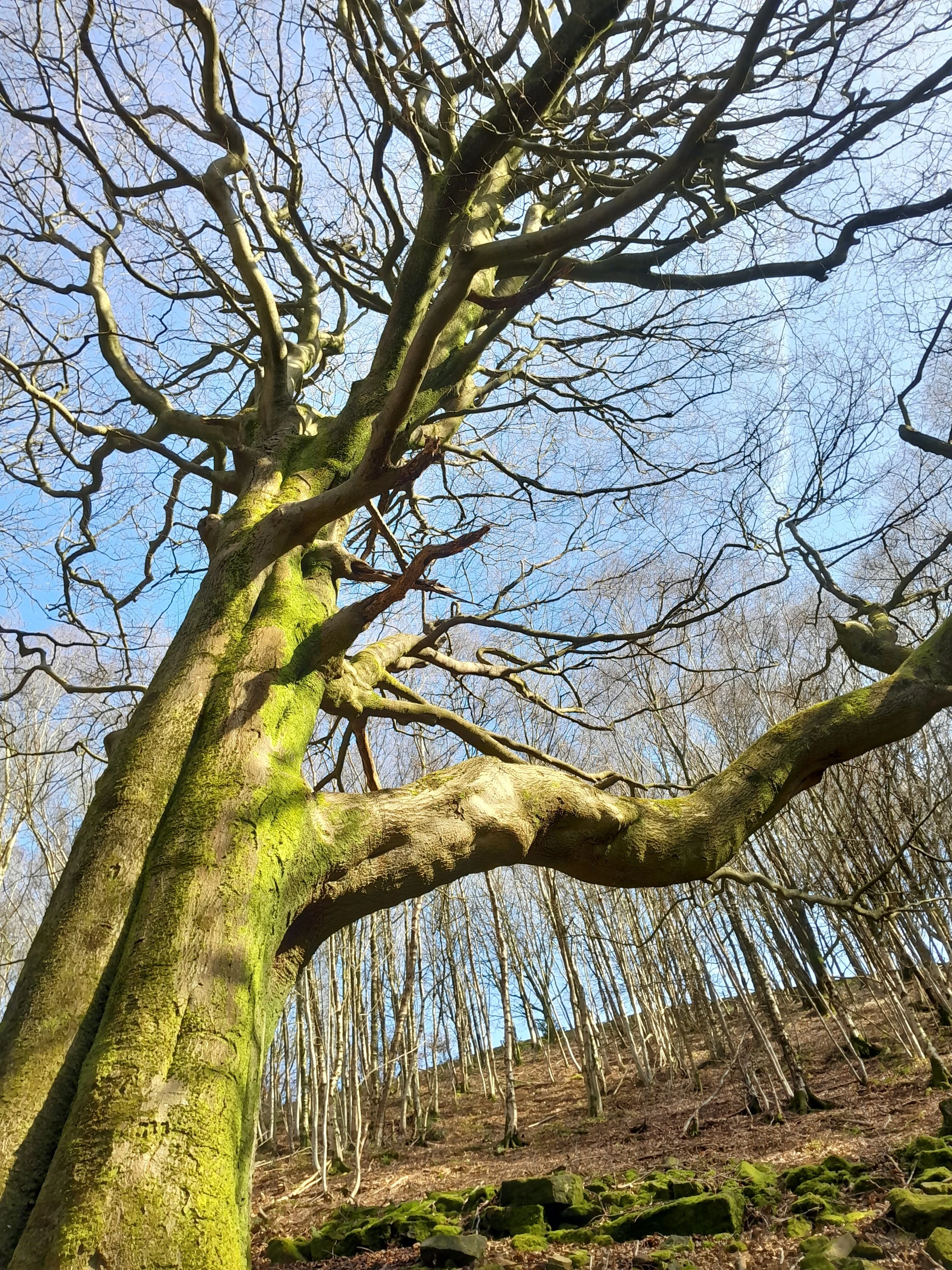 Tall tree with moss-covered bark and a complex network of leafless branches, located in a forest with dry undergrowth and other leafless trees in the background, under a clear blue sky.