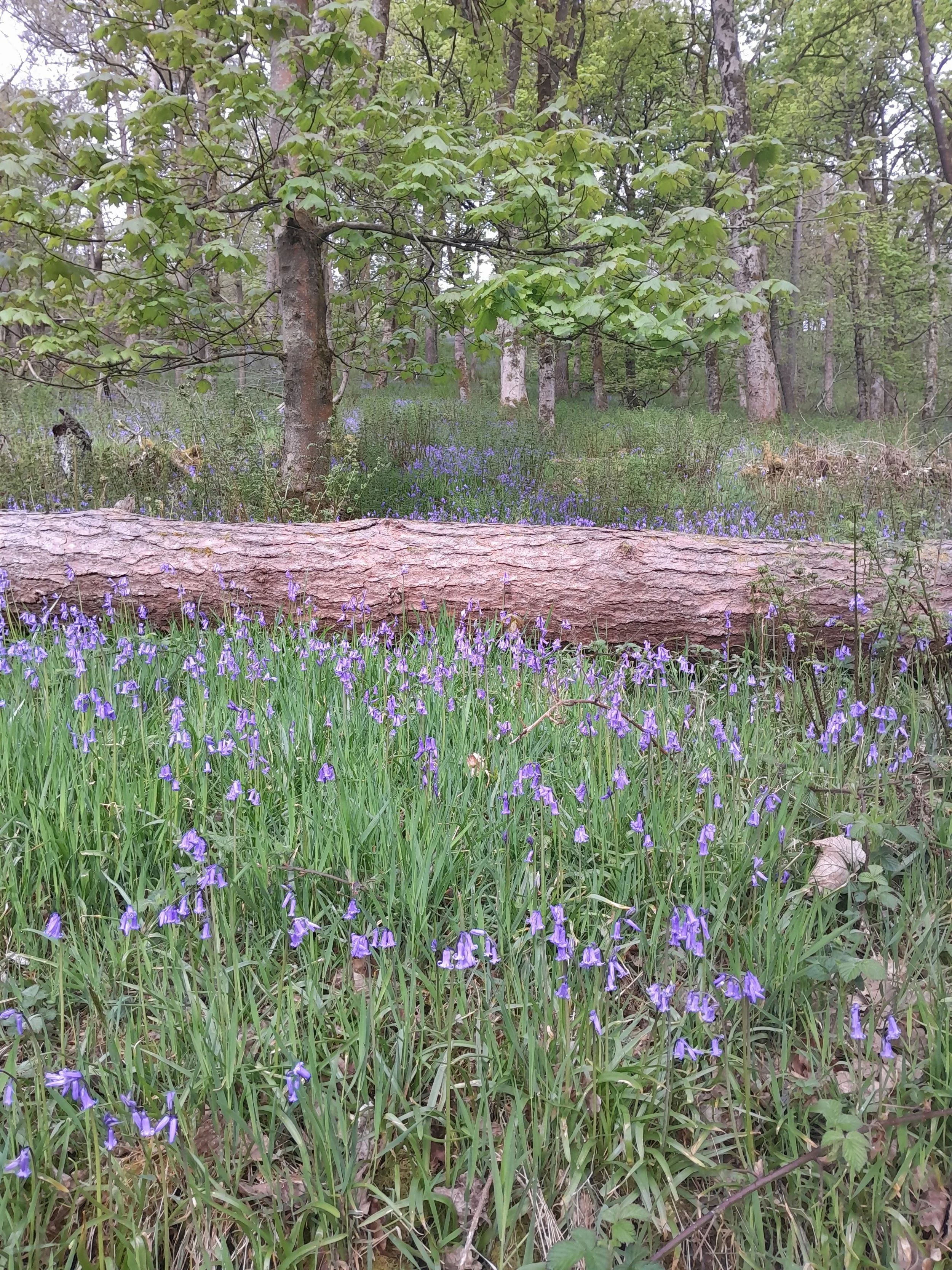 A forest scene with green-leaved trees, a fallen log, and purple wildflowers covering the forest floor.