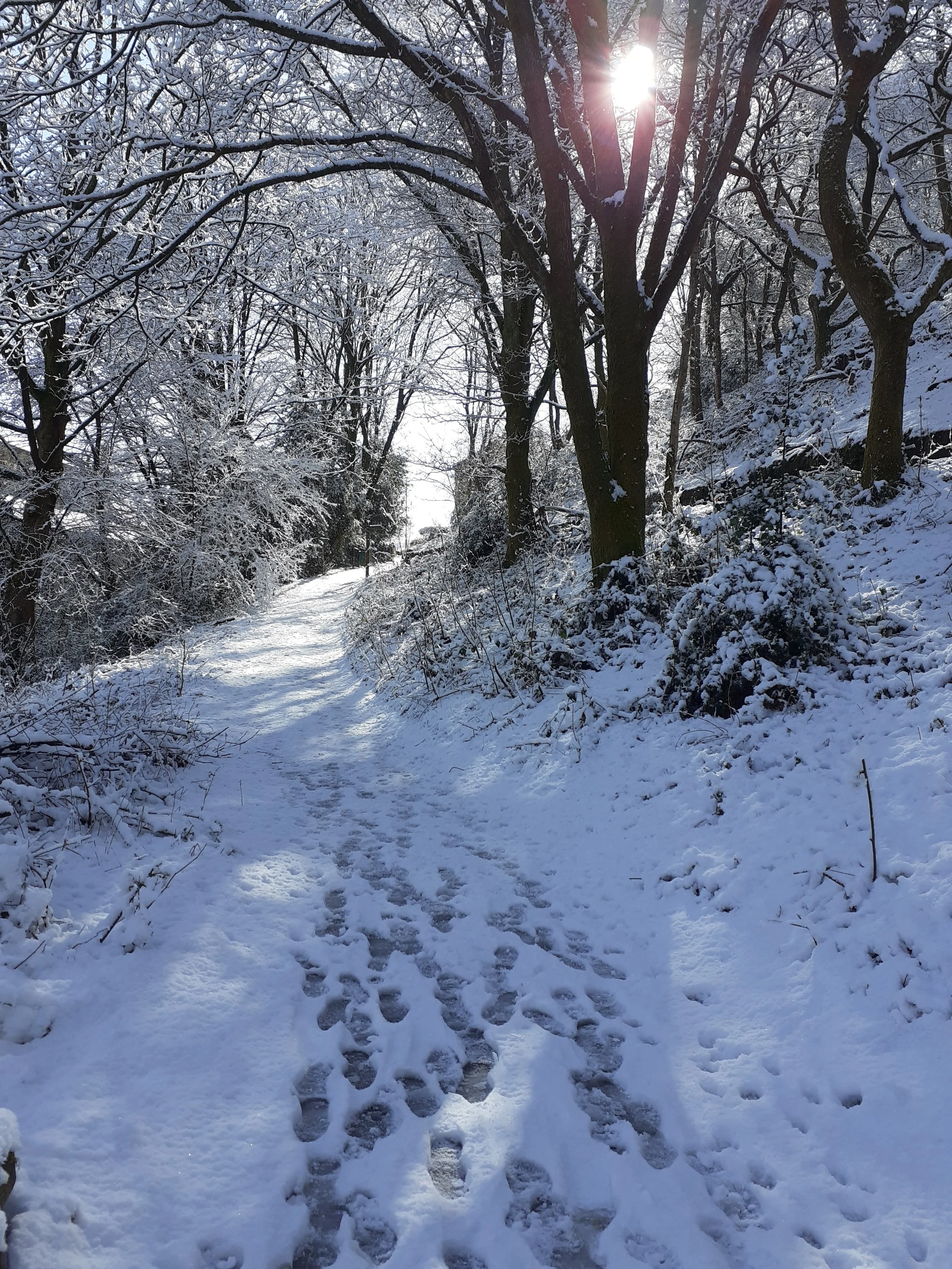 Snow-covered forest path with trees on either side, footprints in the snow, and sunlight shining through the branches.