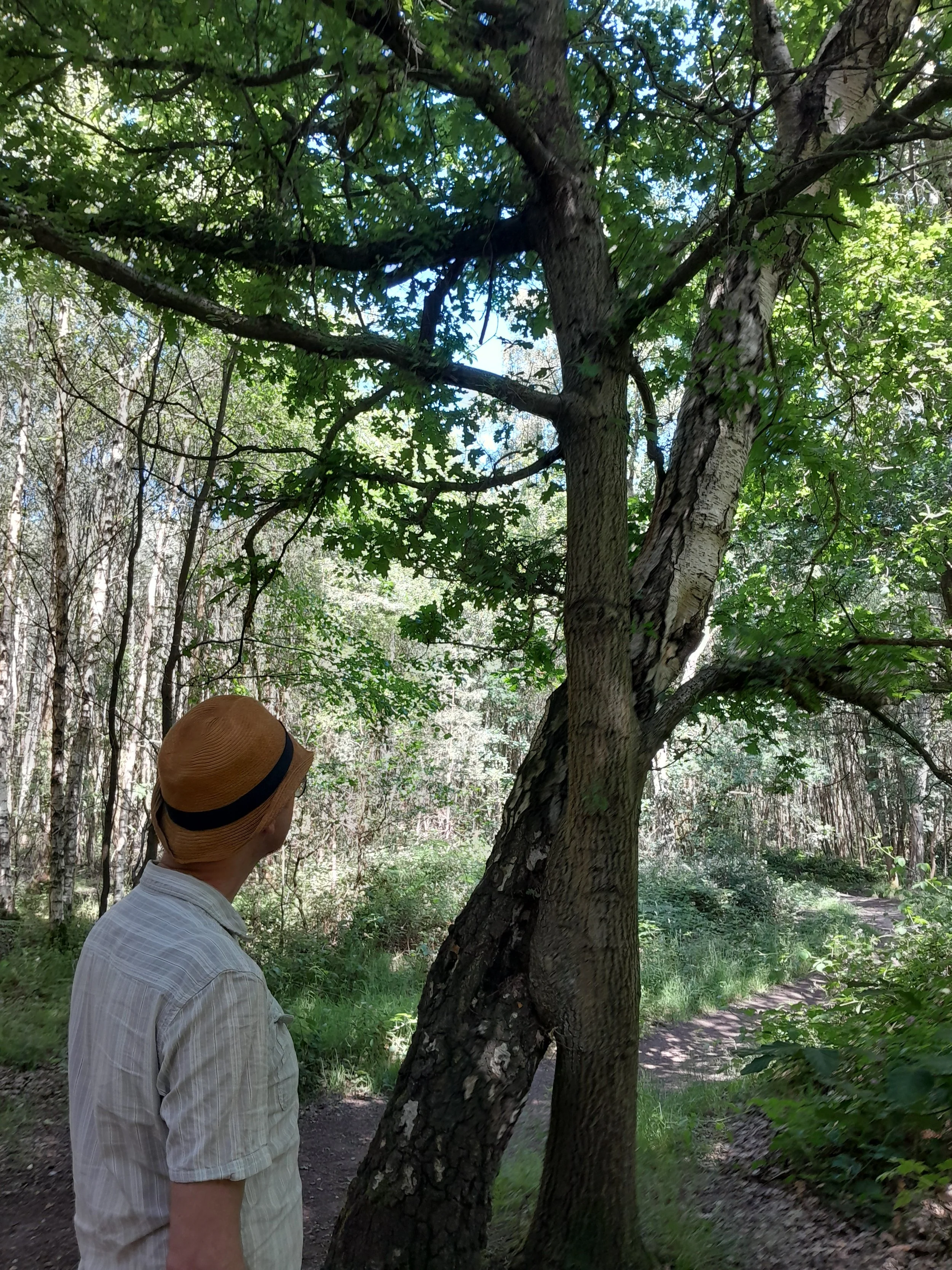 Man in woodland looking at two trees twisted together