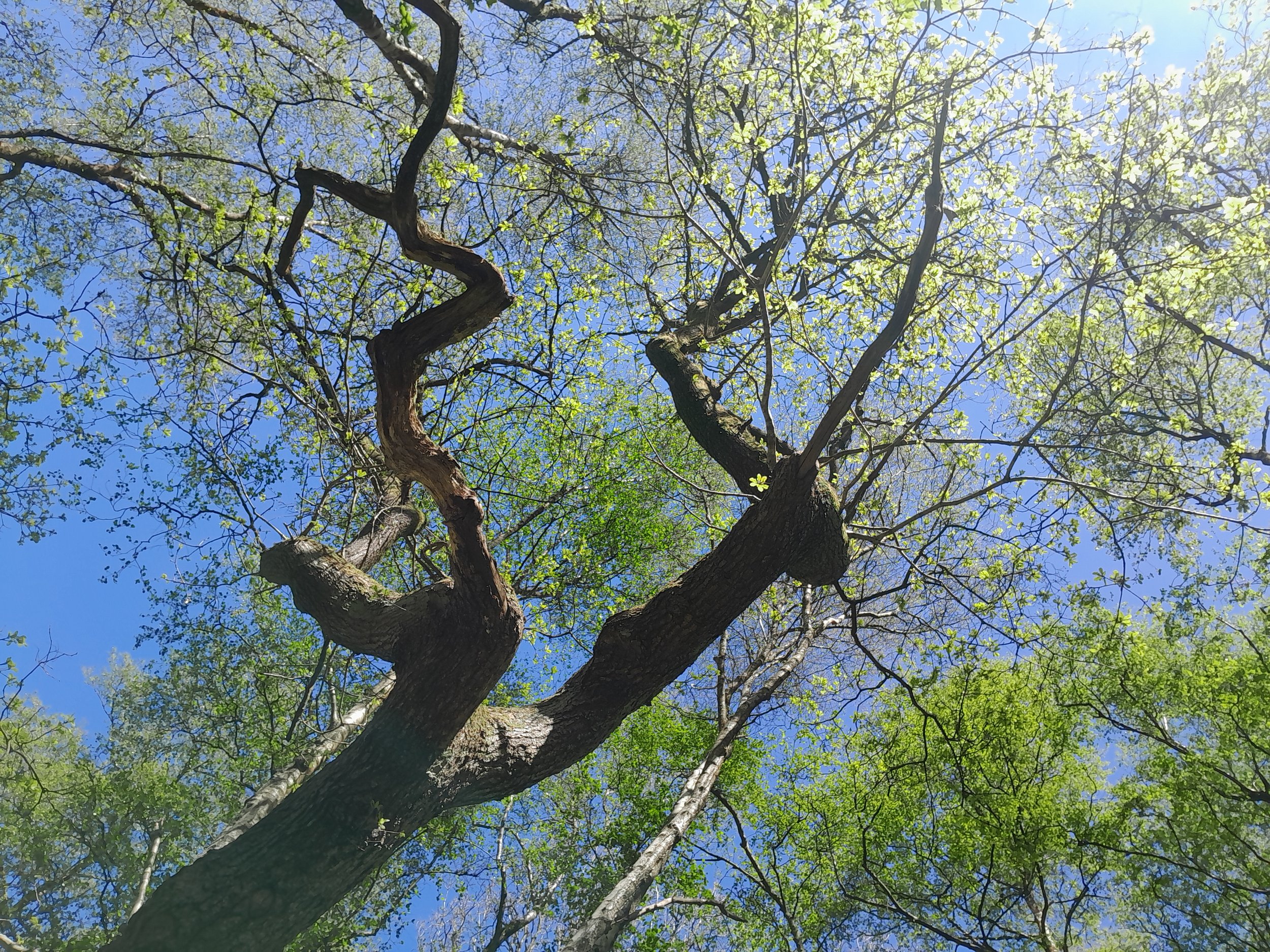 Looking up at a tall tree with a twisting trunk and branches covered in green leaves, against a bright blue sky.