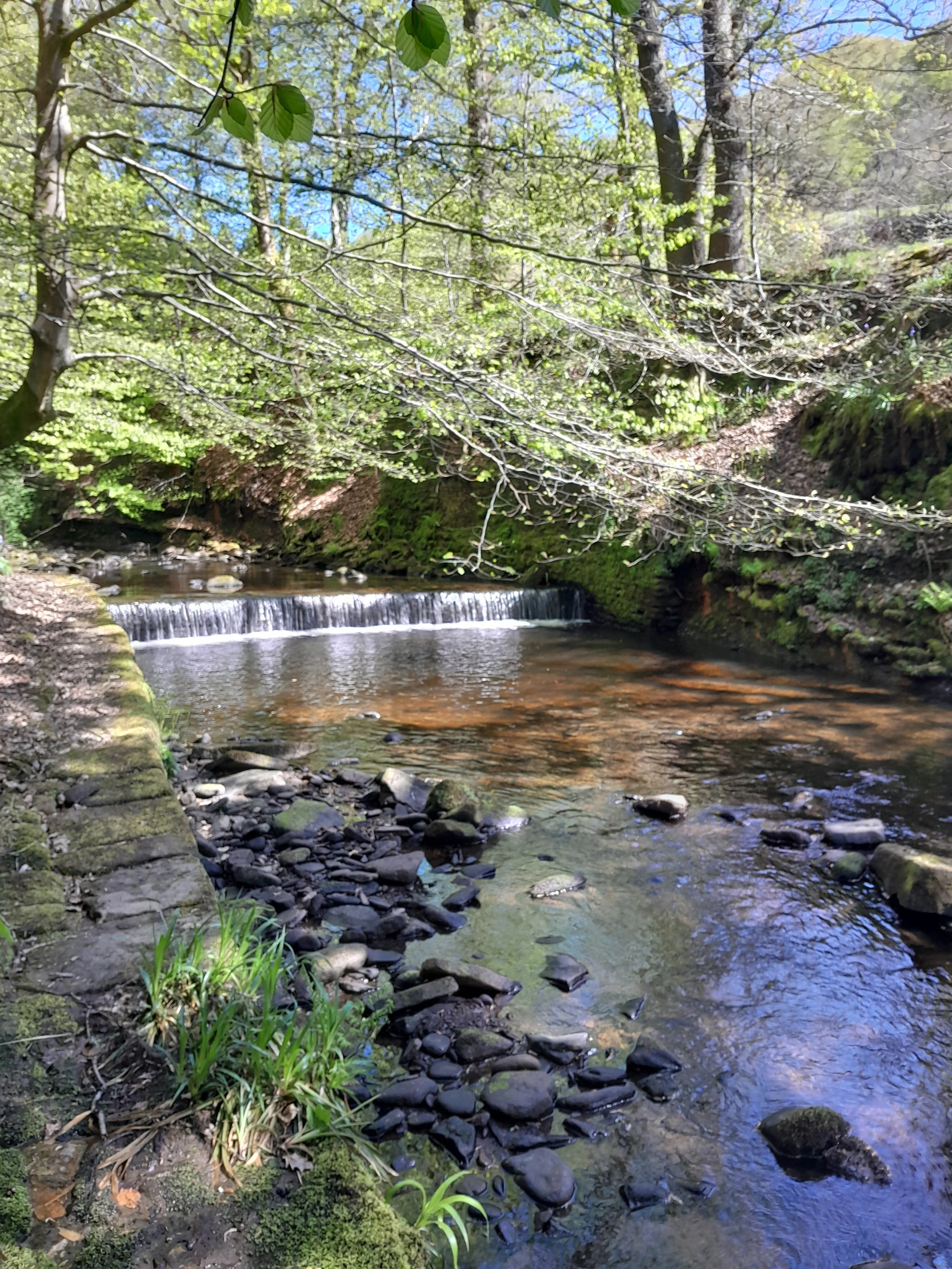 A small creek or stream flowing through a forested area with trees and green foliage, rocks in the water, and a bright blue sky visible through the leaves.
