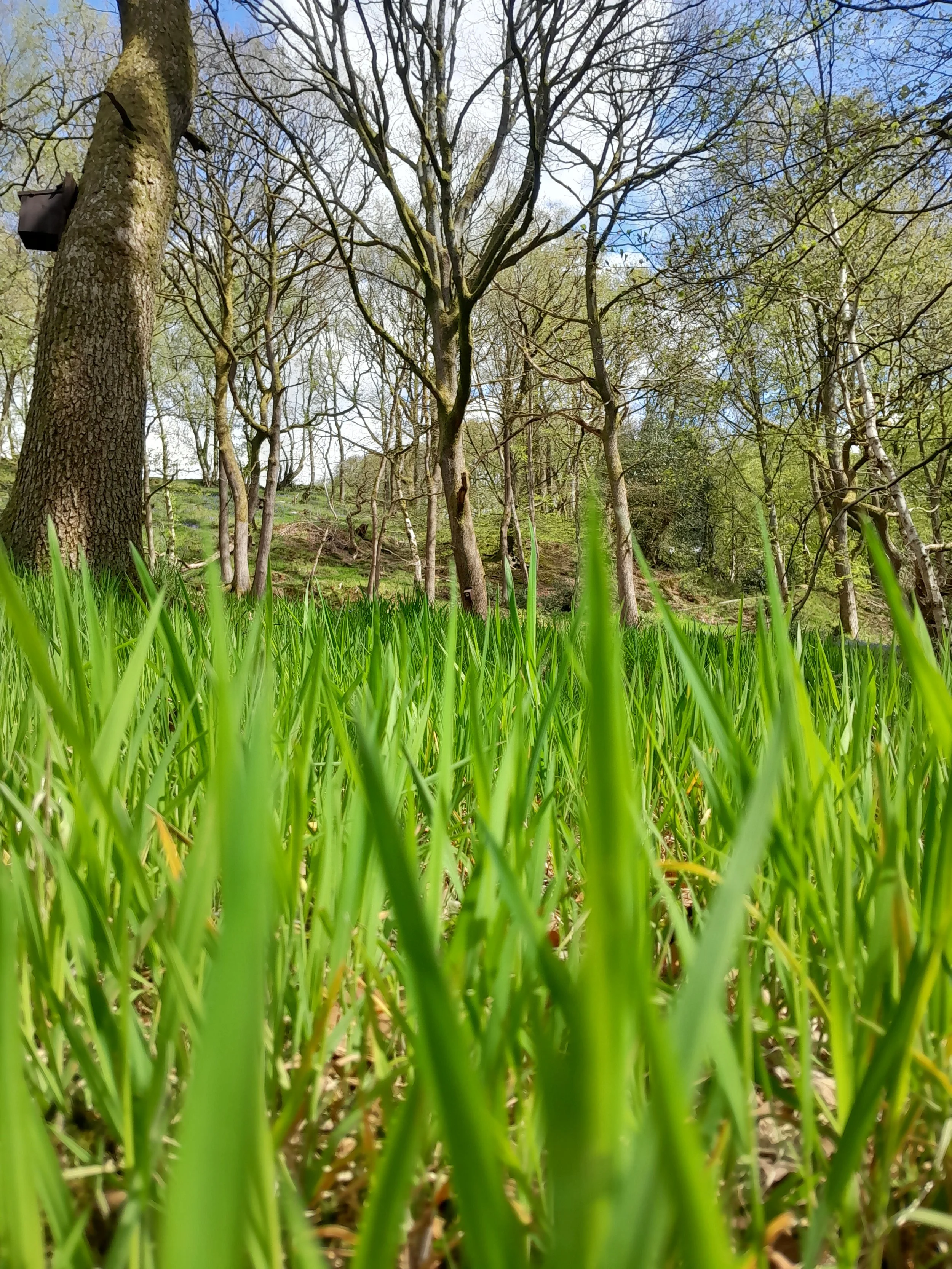Low angle view of green grass leading to trees with bare branches under a blue sky with scattered clouds.