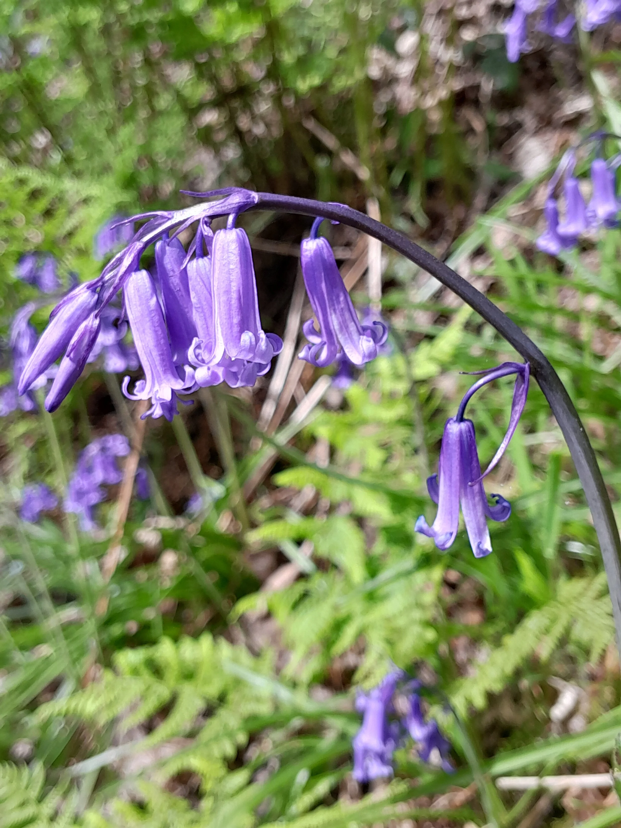 Close-up of purple bluebell flowers hanging downward among green grass and foliage.