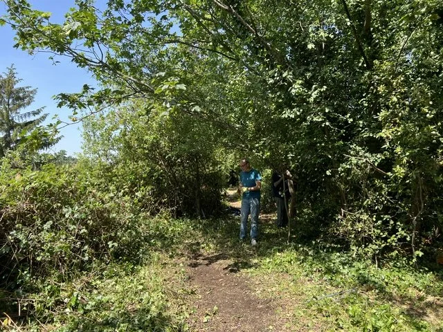 Tree maintenance, 24th May 2026