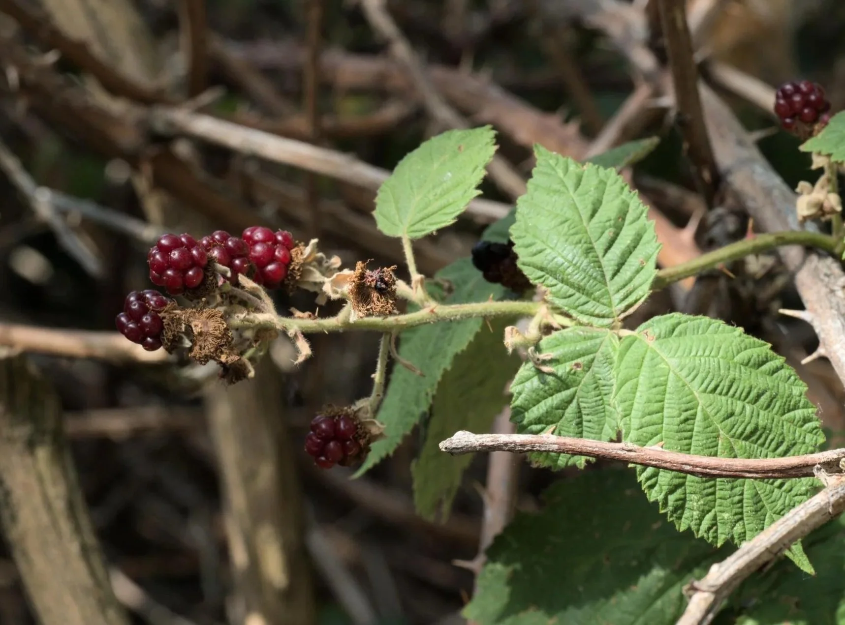 brambles