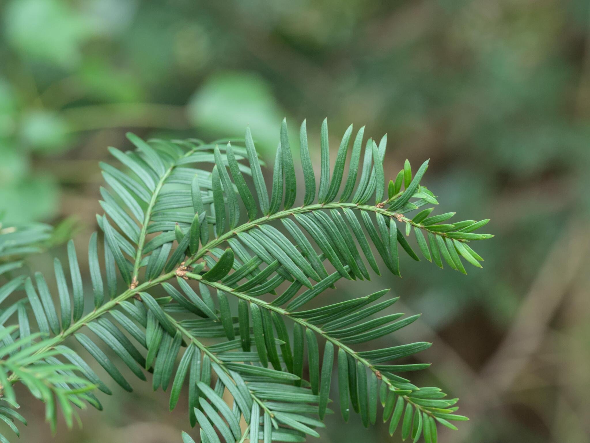 Close-up of the green leaves of the common yew. Photo by Daniel Cahen.