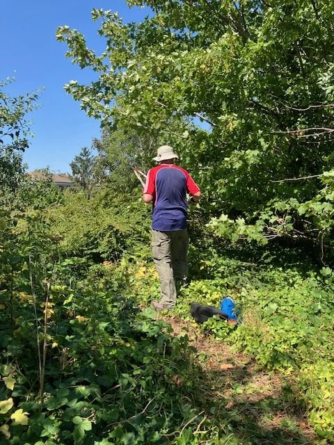 A volunteer managing the woodland
