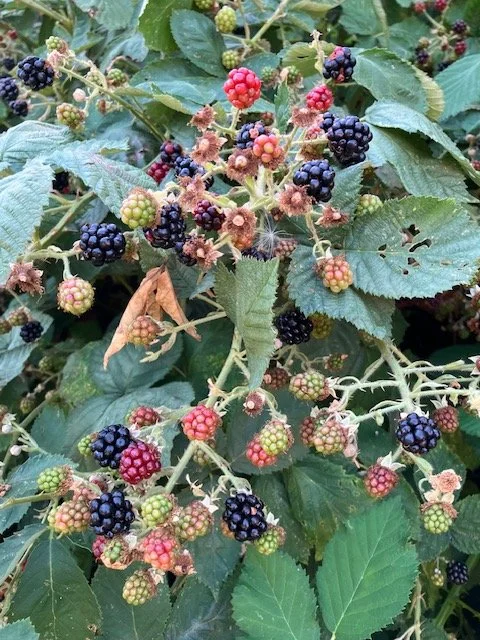 Berries on a bush