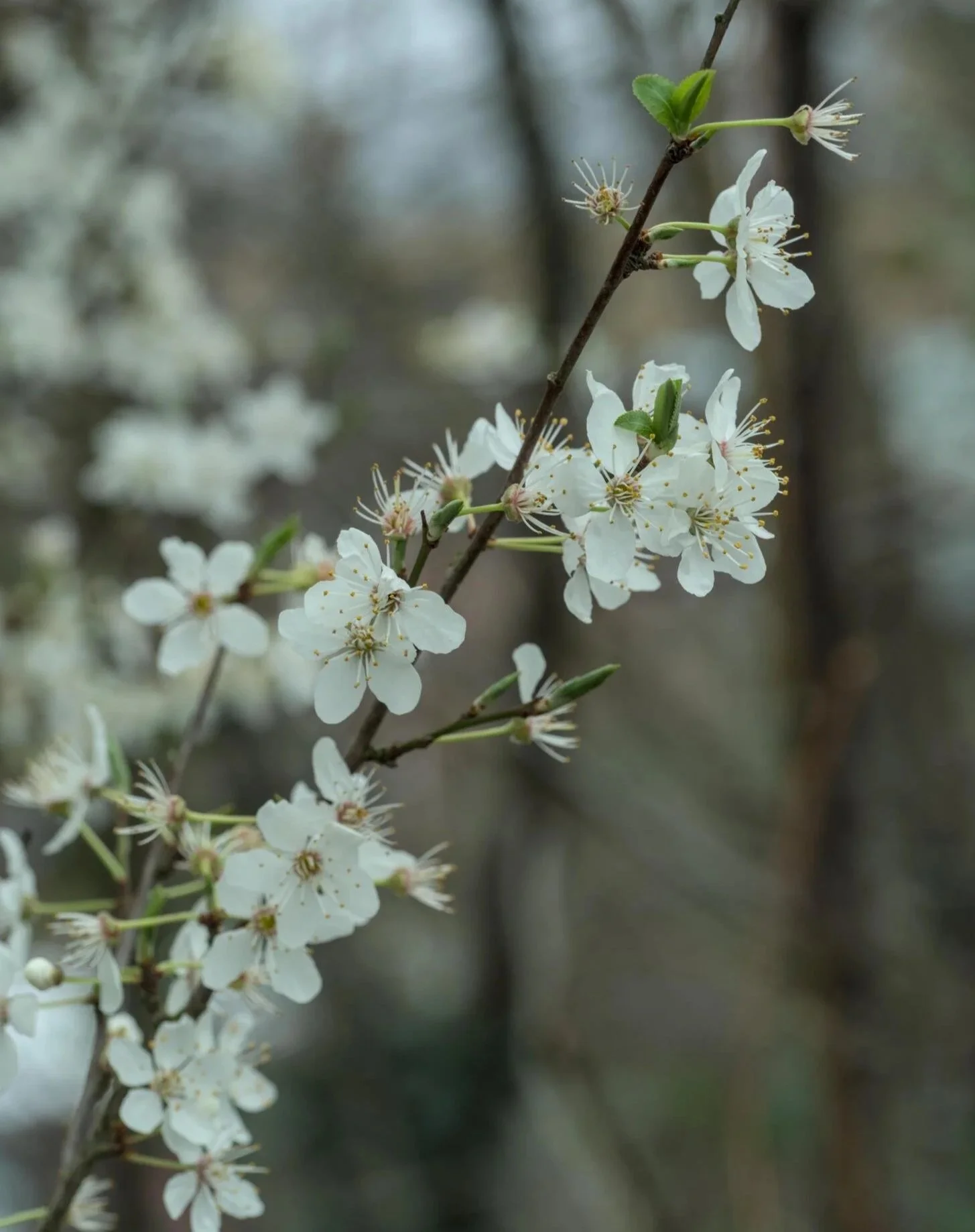 cherry plum