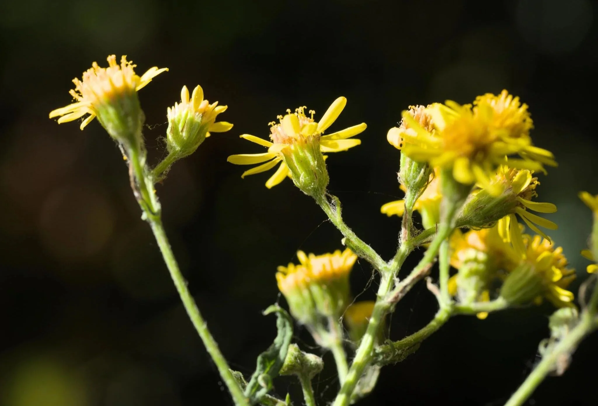 Close-up of small yellow flowers of the hoary ragwort. Photo by Daniel Cahen.