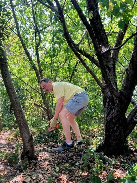 A volunteer managing the woodland