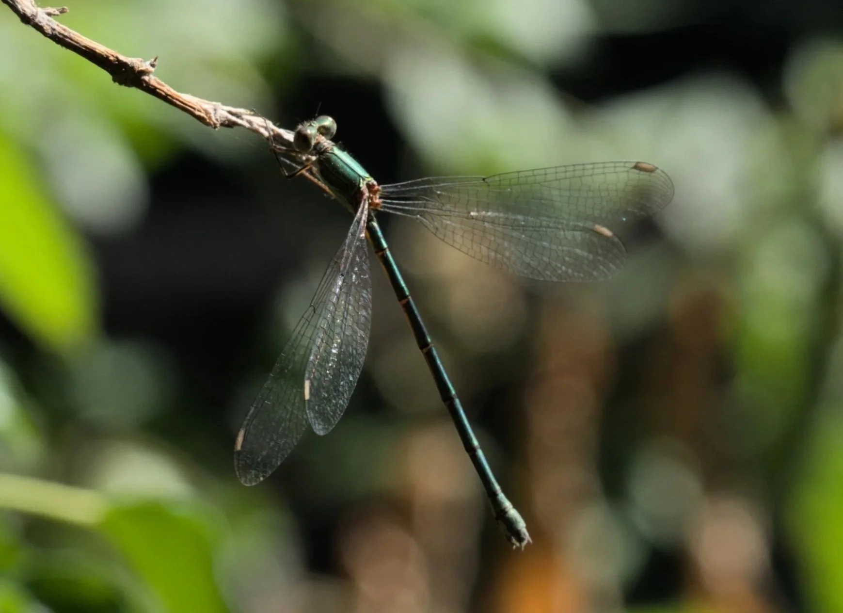 willow emerald damselfly