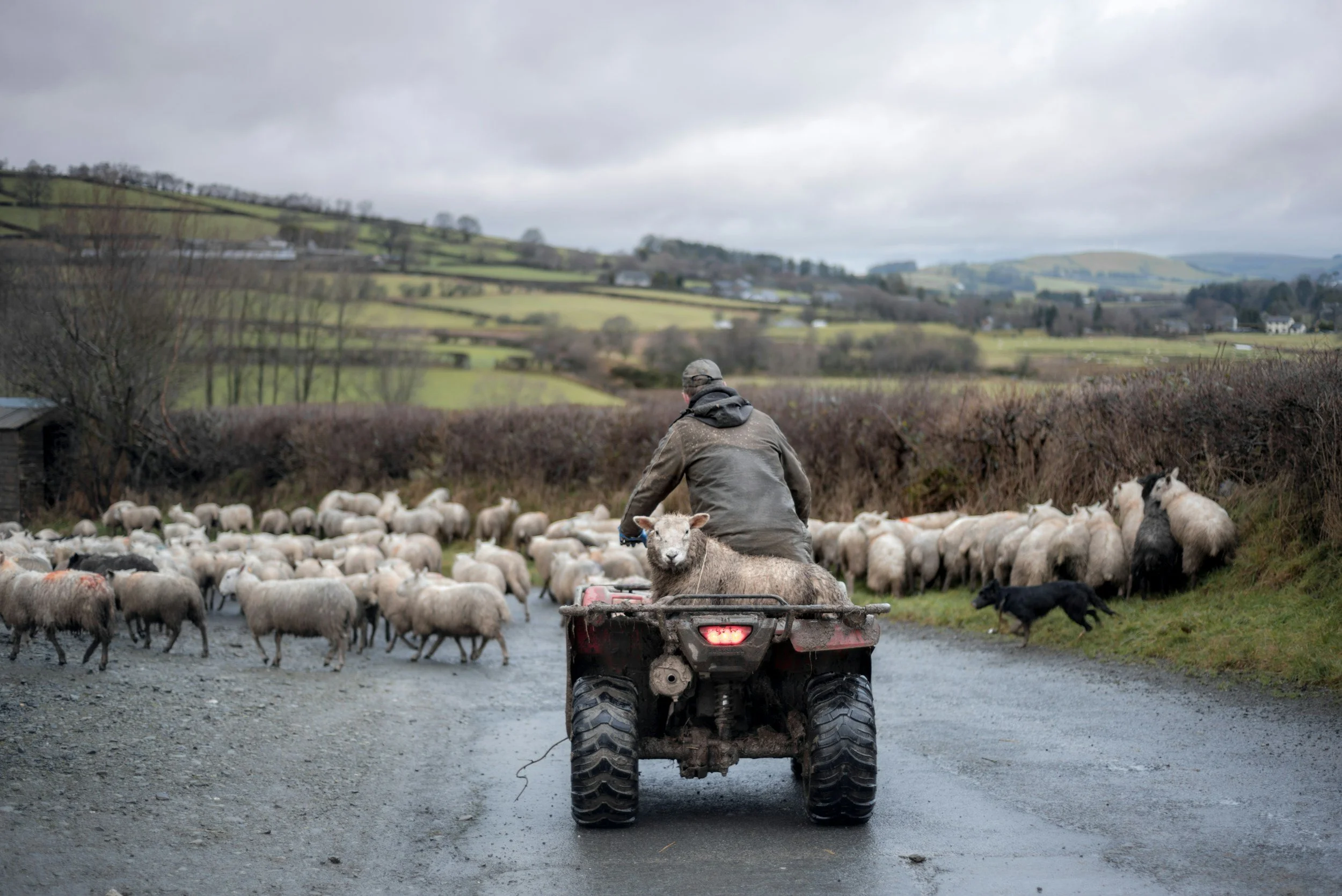 Farmer on quad bike with sheep