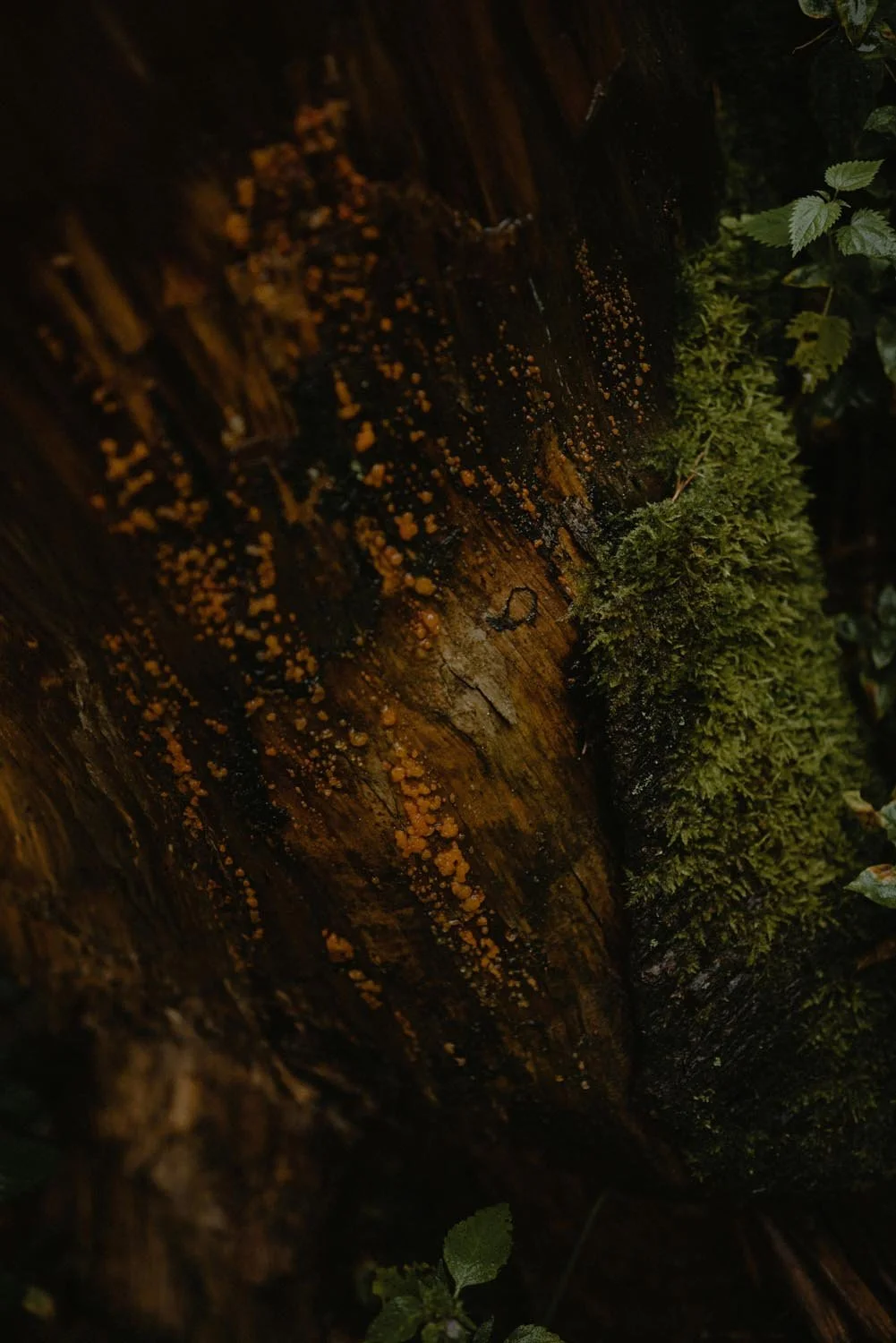 Nahaufnahme eines moosbedeckten Baumstamms im Wald mit orangefarbenen Pilzen.