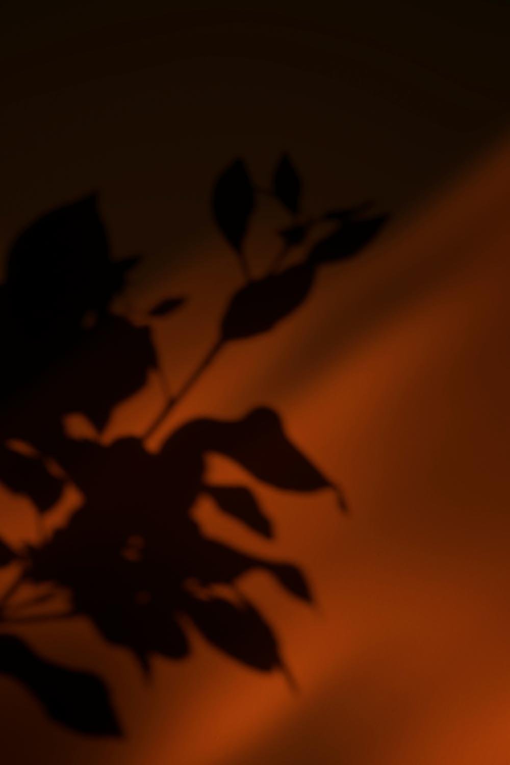 Schatten einer Pflanze auf einer warm beleuchteten Wand.