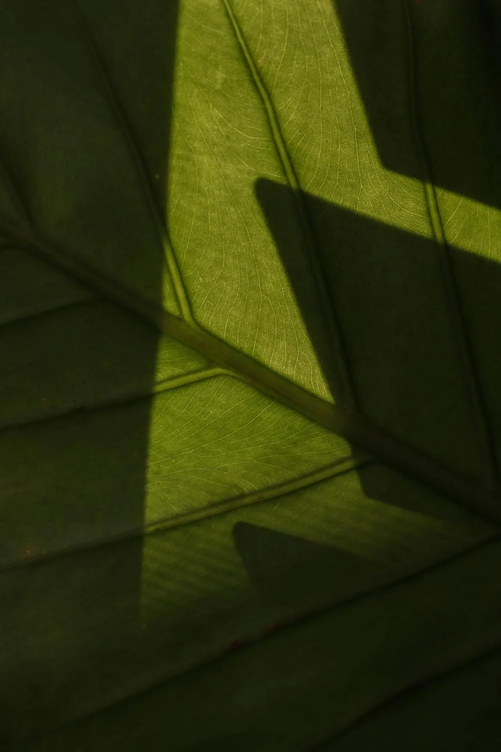Nahaufnahme von grünen Blättern, mit Schatten und Licht durchscheinend.