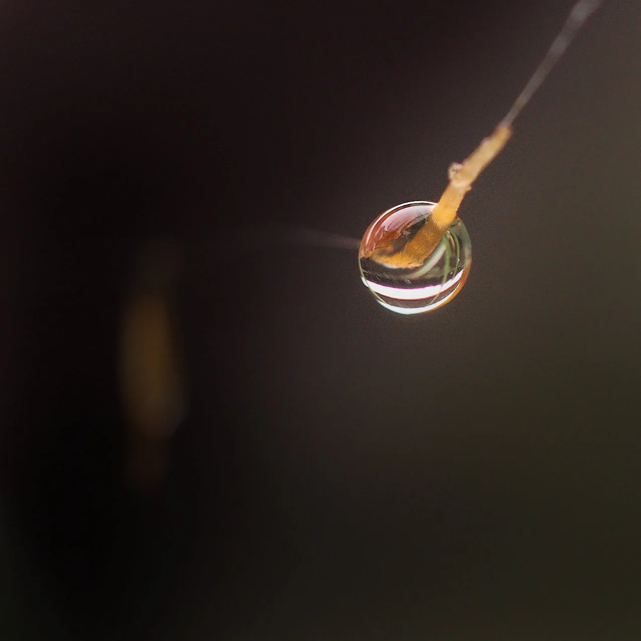 Close-up of a drop of water on a spiders web, with reflections visible in the droplet against a dark background.