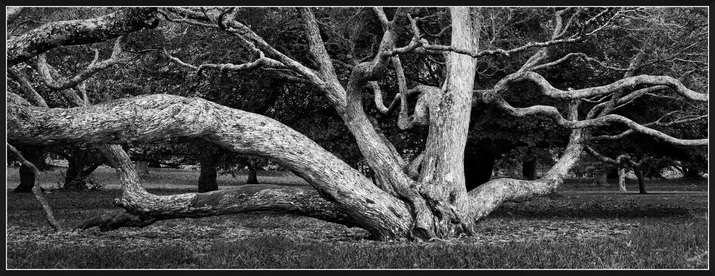 The old tree - Cornwall Park