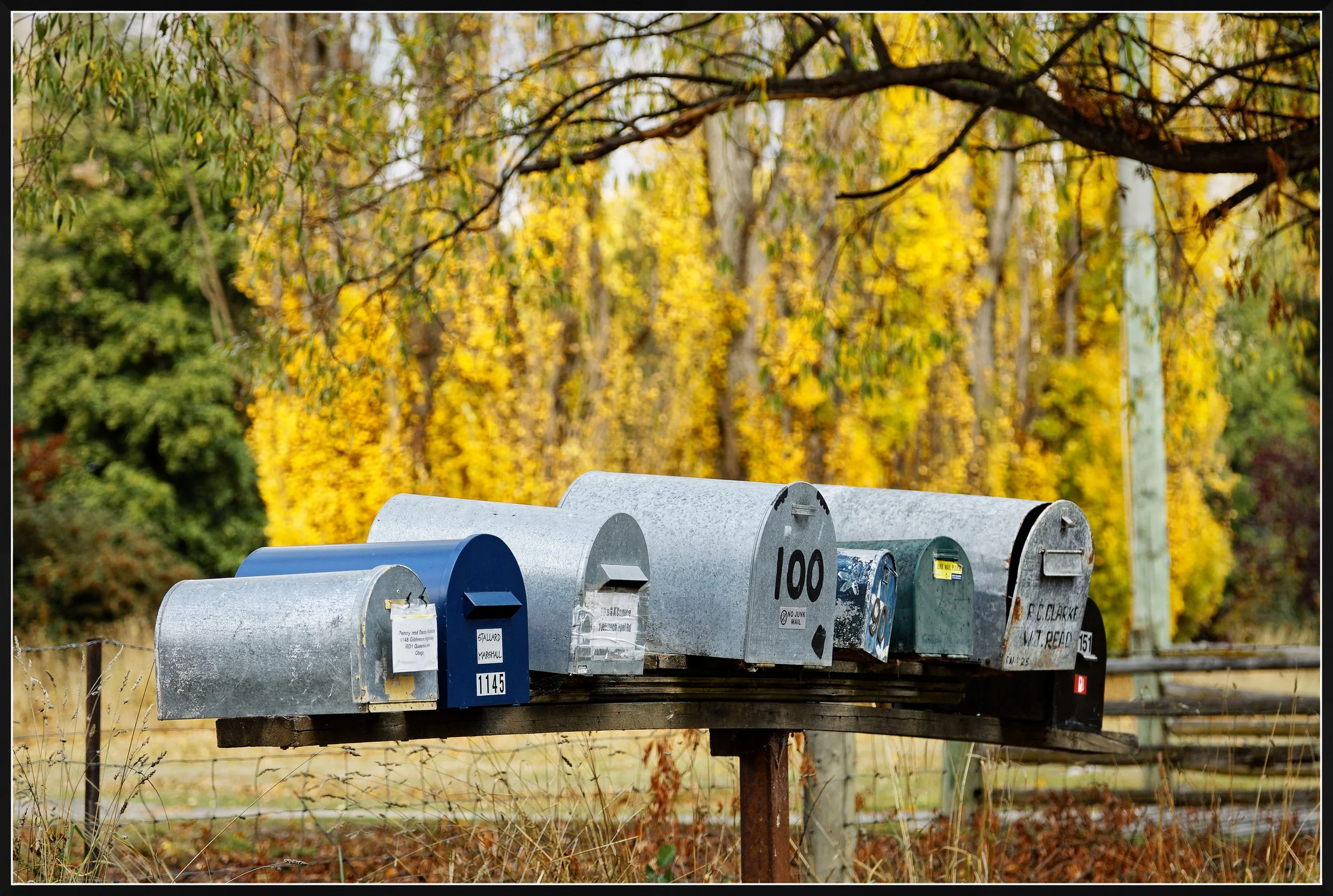 A row of mailboxes mounted on a wooden post in front of trees with yellow and green fall foliage.