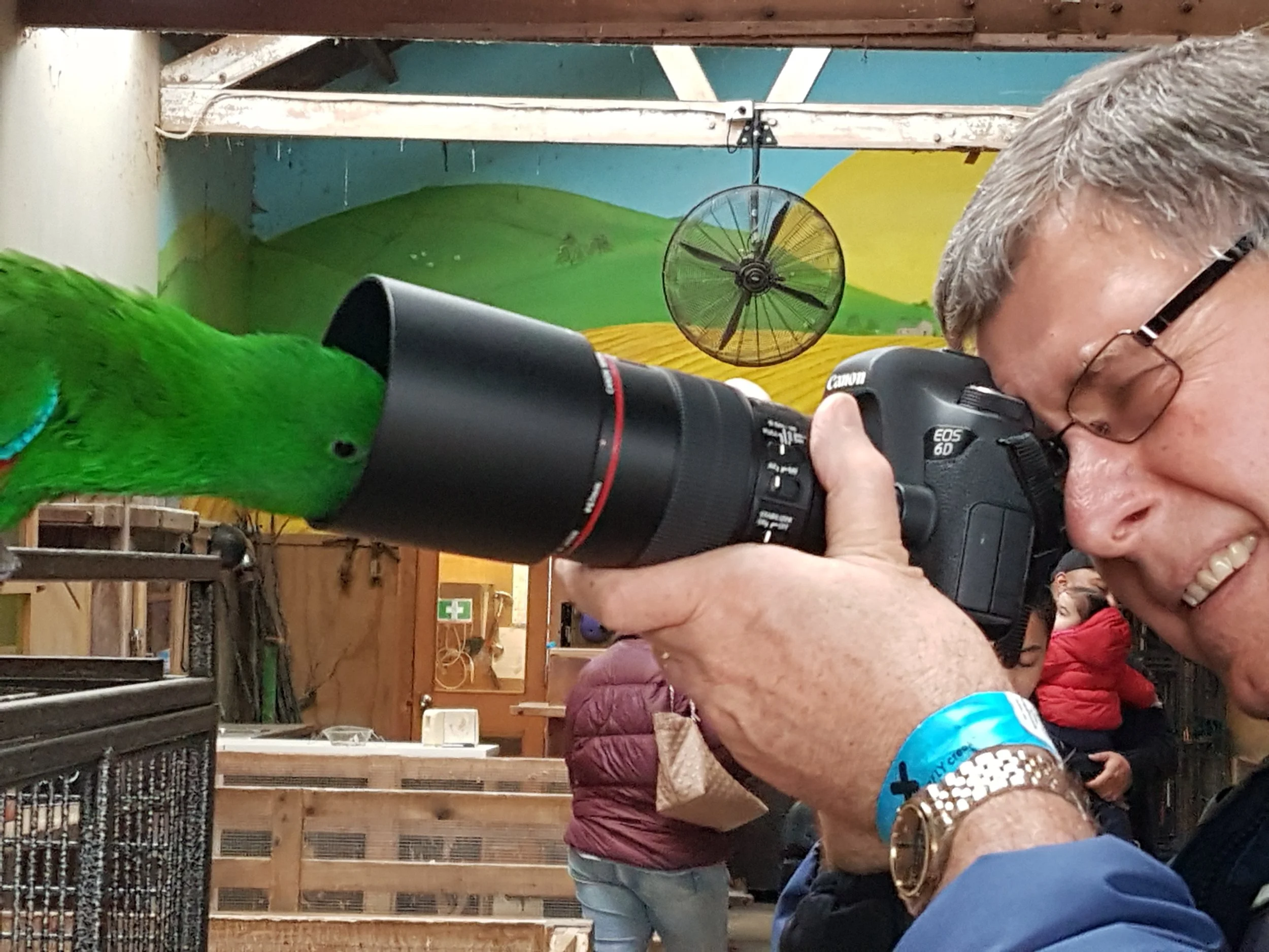 A person taking a photograph of a green parrot with a DSLR camera in an indoor setting with wooden walls and colorful murals.