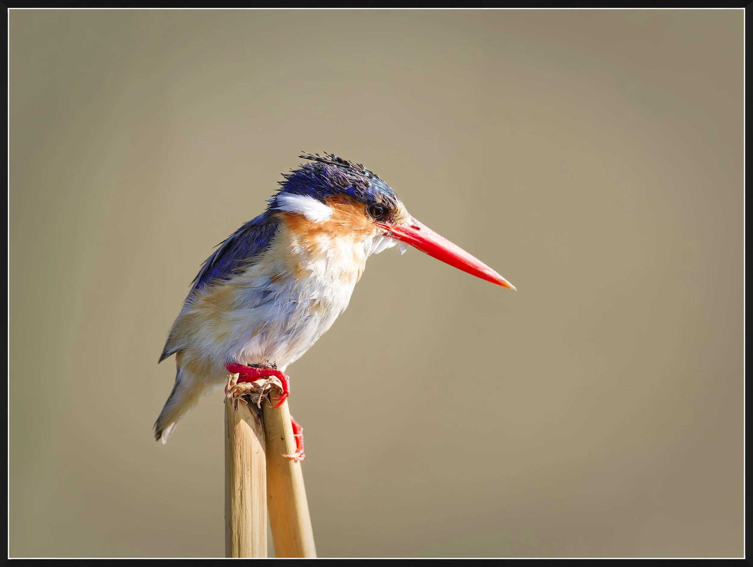 Kingfisher 1