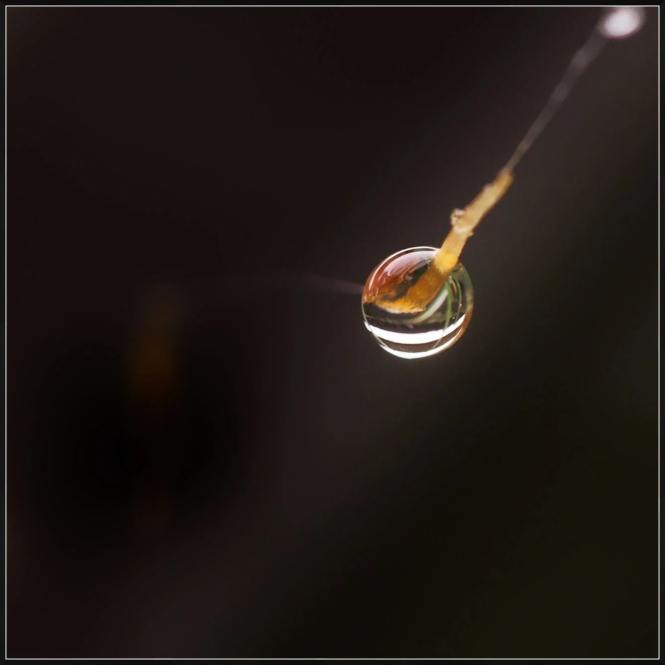 Raindrop on Spiderweb