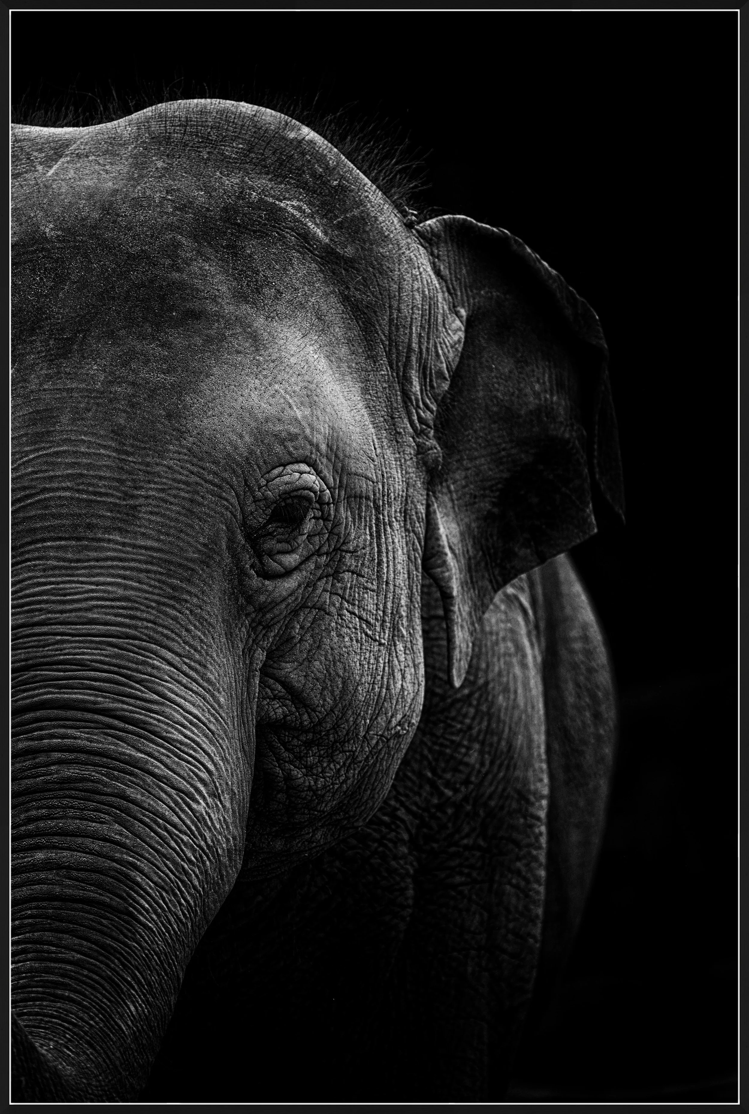 Burma - Loved elephant at Auckland Zoo