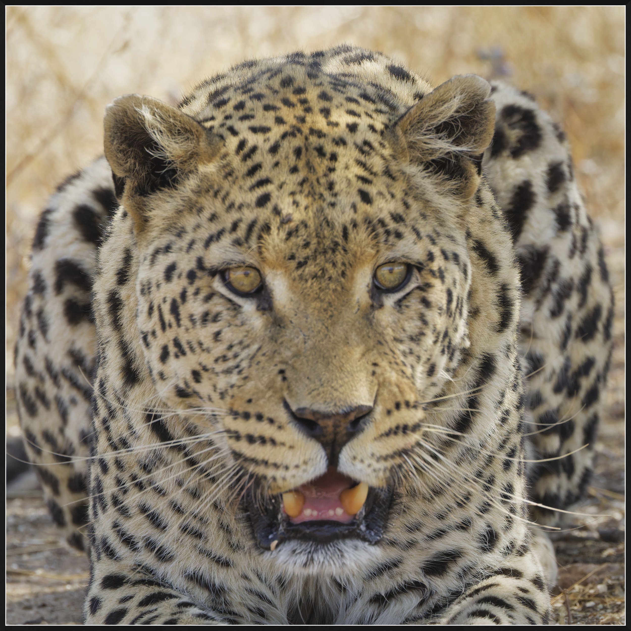 Close-up of a leopard's face, showing its yellow eyes, black spots, and fur patterns, with a blurred background of dry grass.