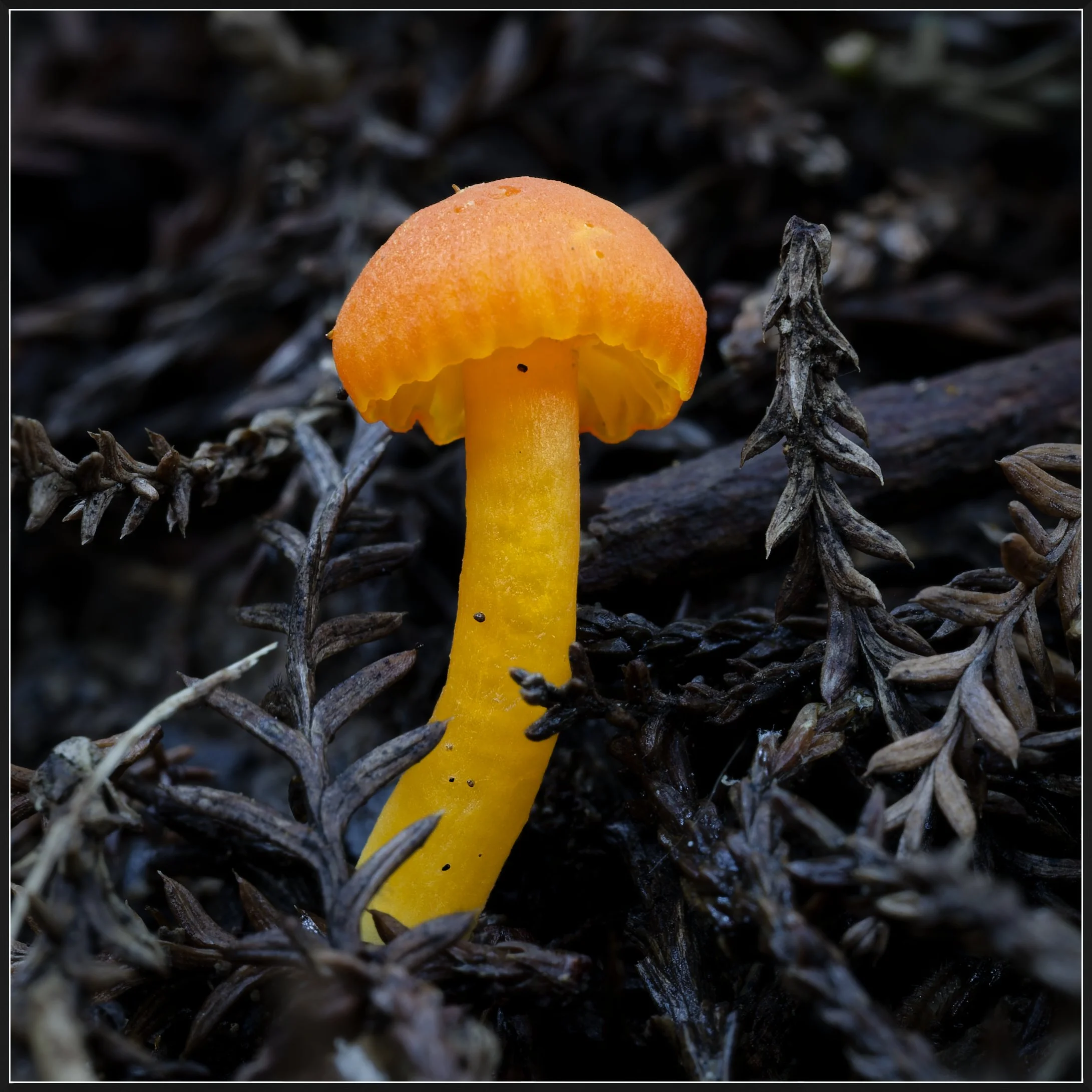 Forest Glowstick 