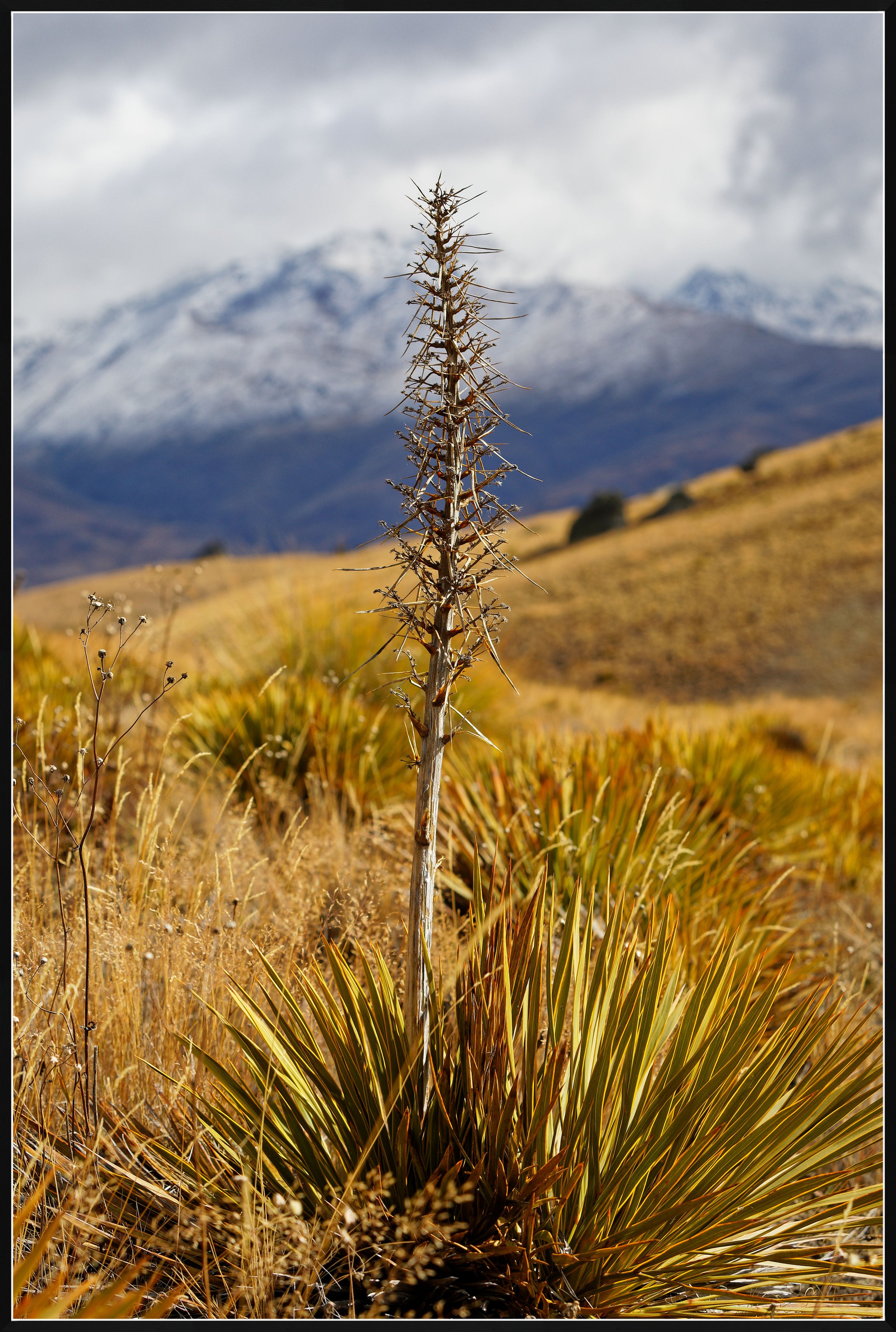 A dry, withered plant in the foreground with snow-capped mountains in the background under a cloudy sky.