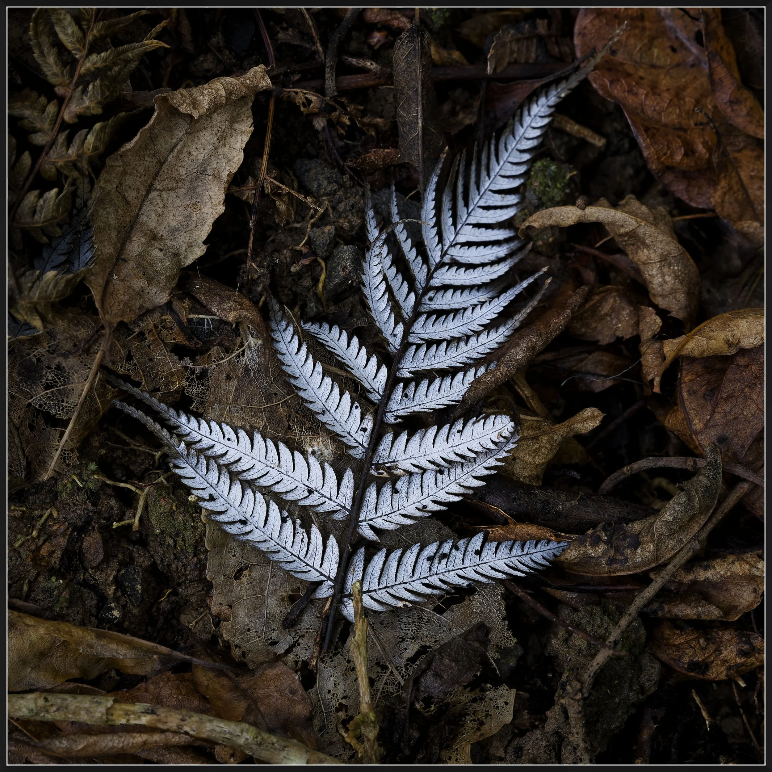 Silver Fern