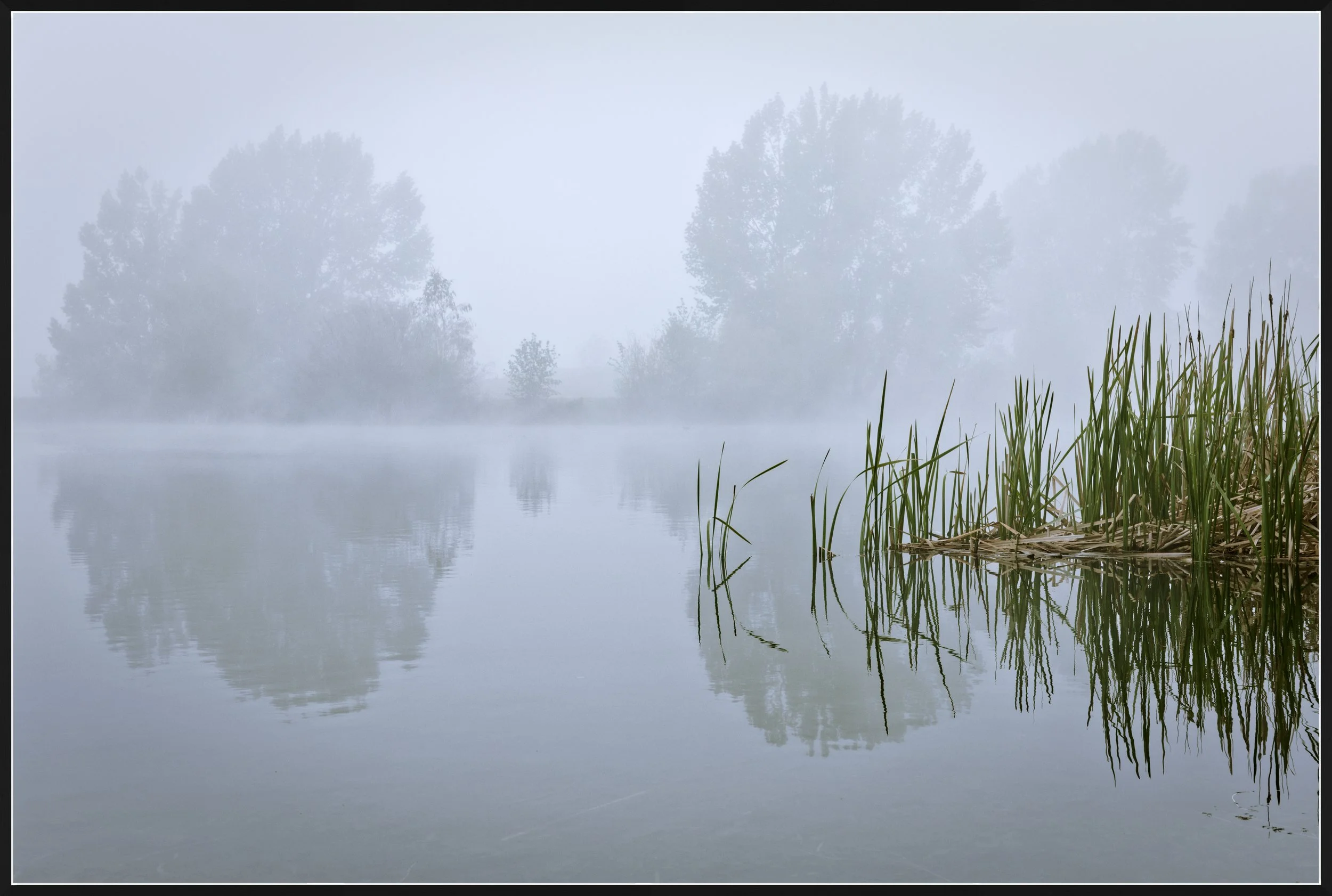 Reeds in the mist