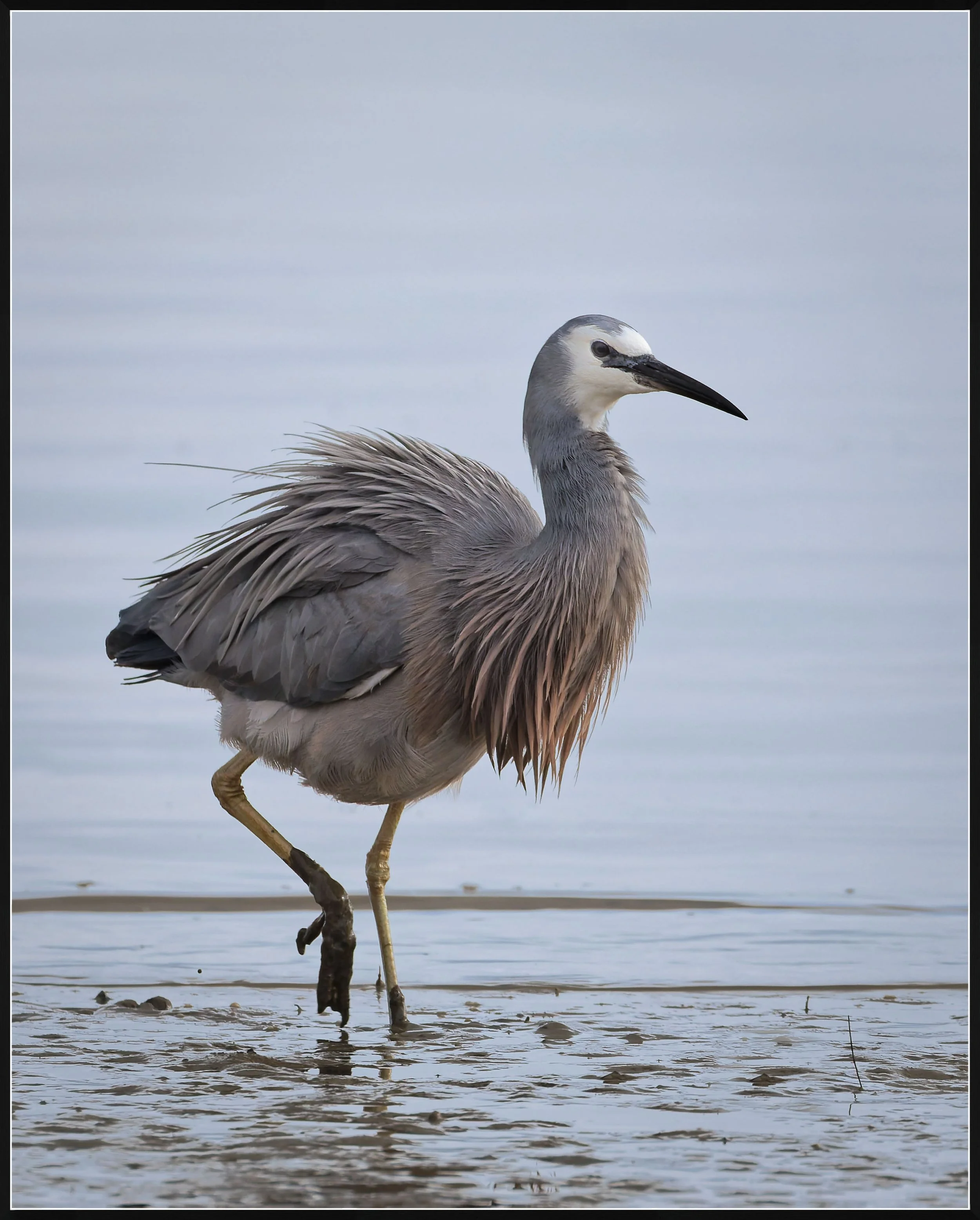 White Faced Heron