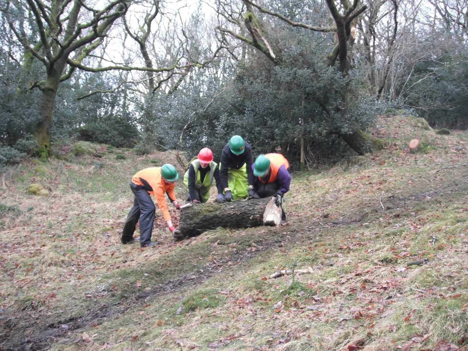 Four workers in safety gear are cutting a fallen tree in a forest, with trees and grass in the background.