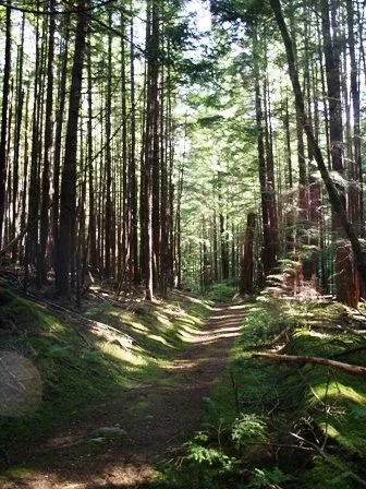 A dirt trail winding through a dense forest of tall pine trees with sunlight filtering through the canopy.