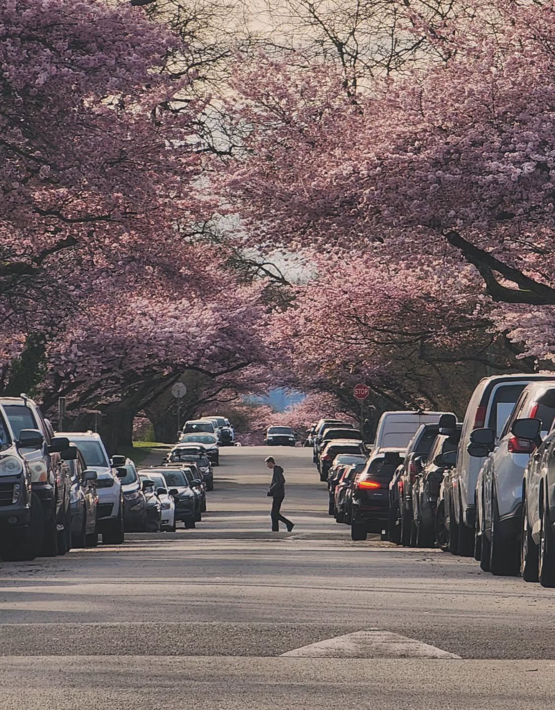 Cherry blossom in burnaby is flourishing🌸

Shot by Galaxy 22 Ultra &times;10