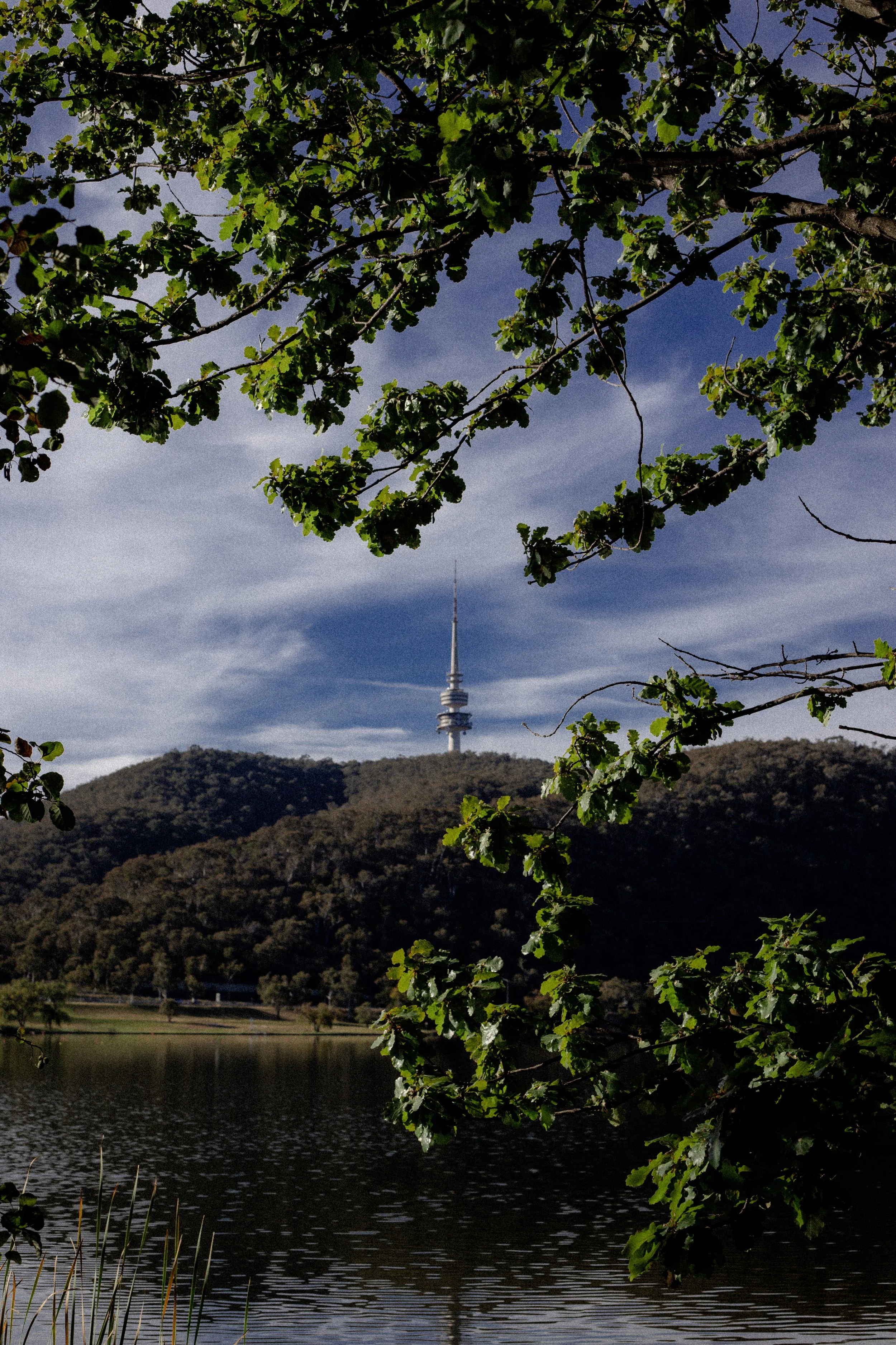 Trees with green leaves over a body of water, with a hill and a tall tower in the background under a partly cloudy sky.