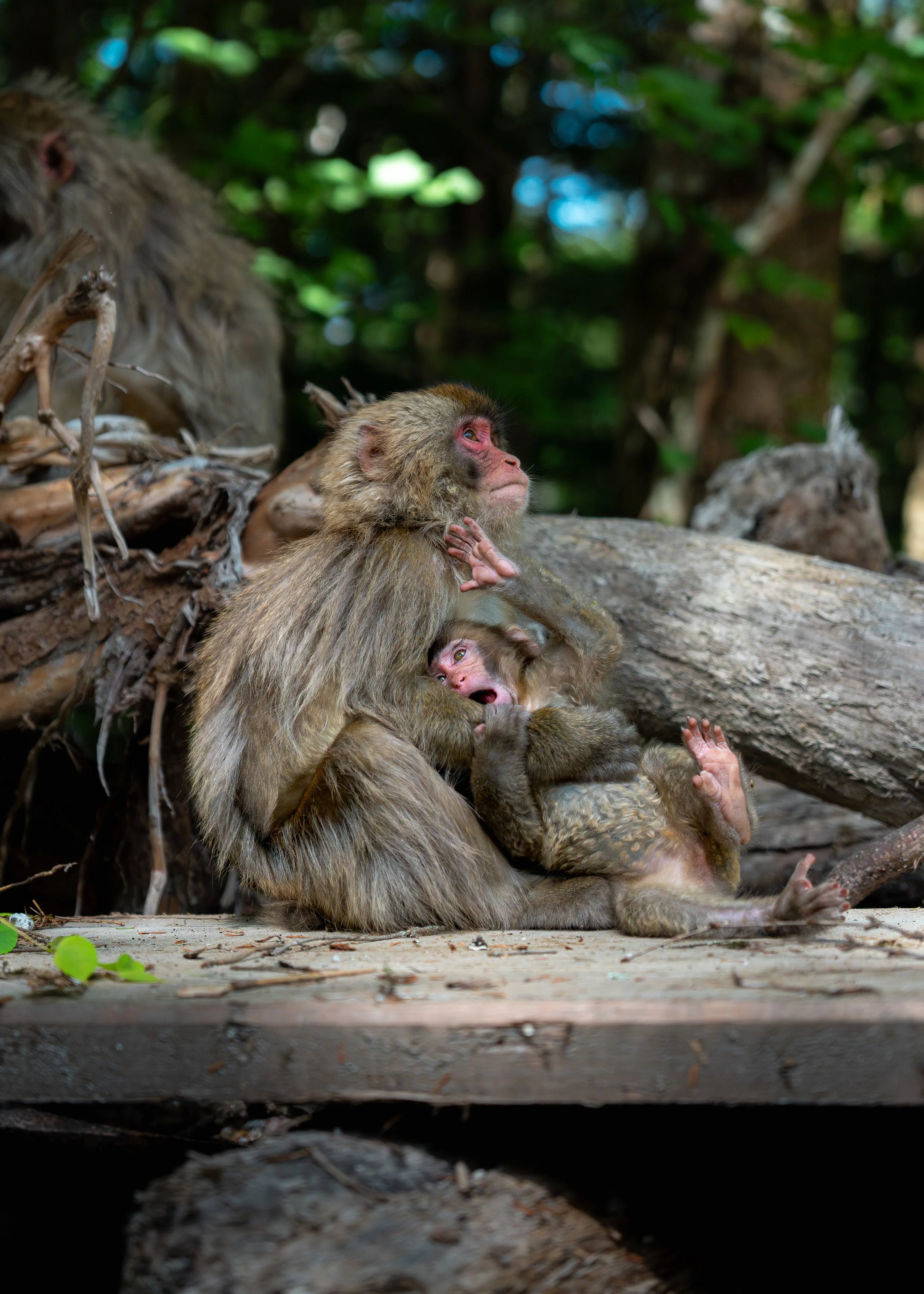 A group of monkeys, including a baby monkey, sitting and grooming each other on a forest floor with trees and greenery in the background.
