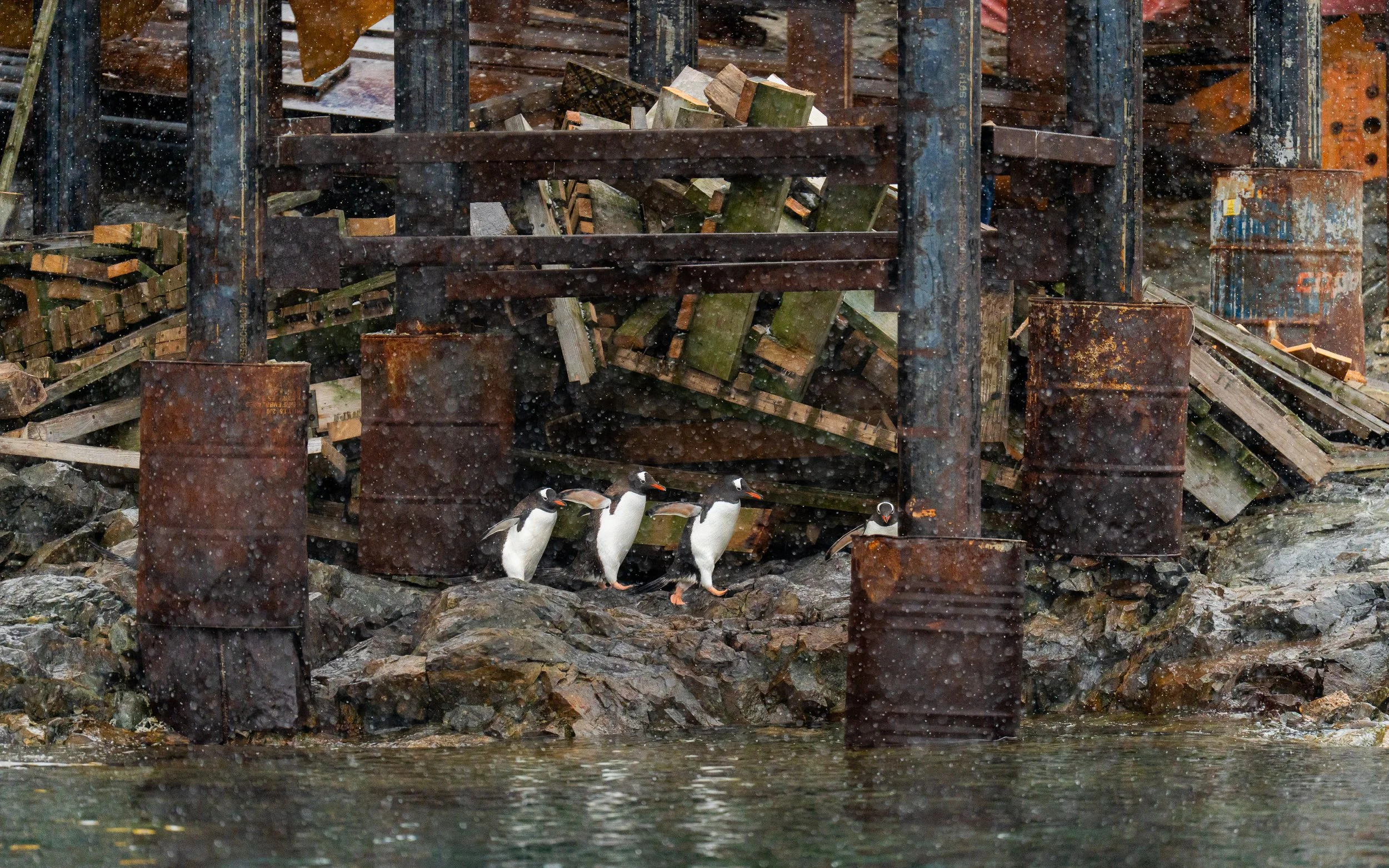 Four penguins walking along rocky terrain near water with a wooden and metal structure in the background, rain falling