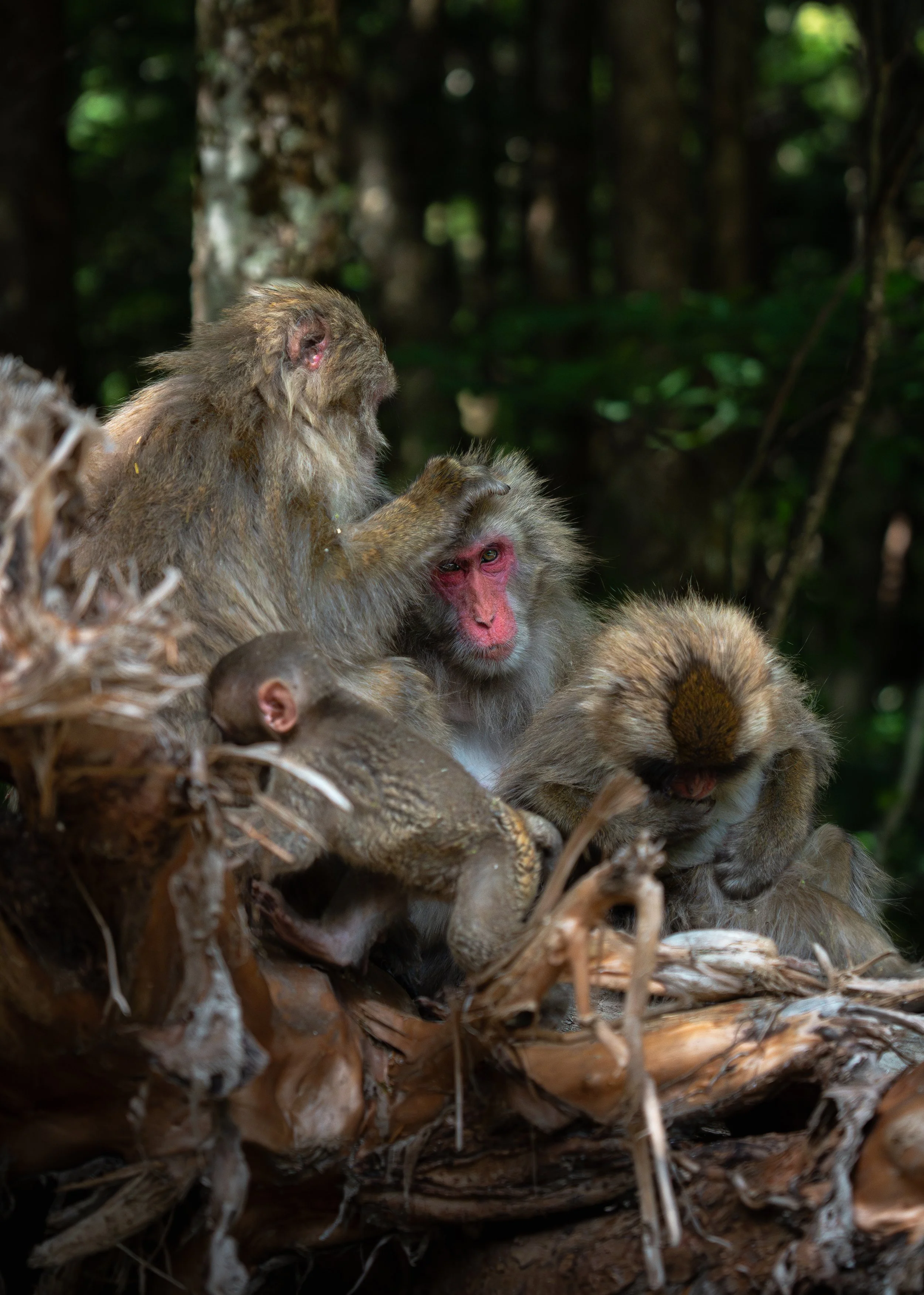 Group of wild monkeys on a tree branch in a jungle setting.