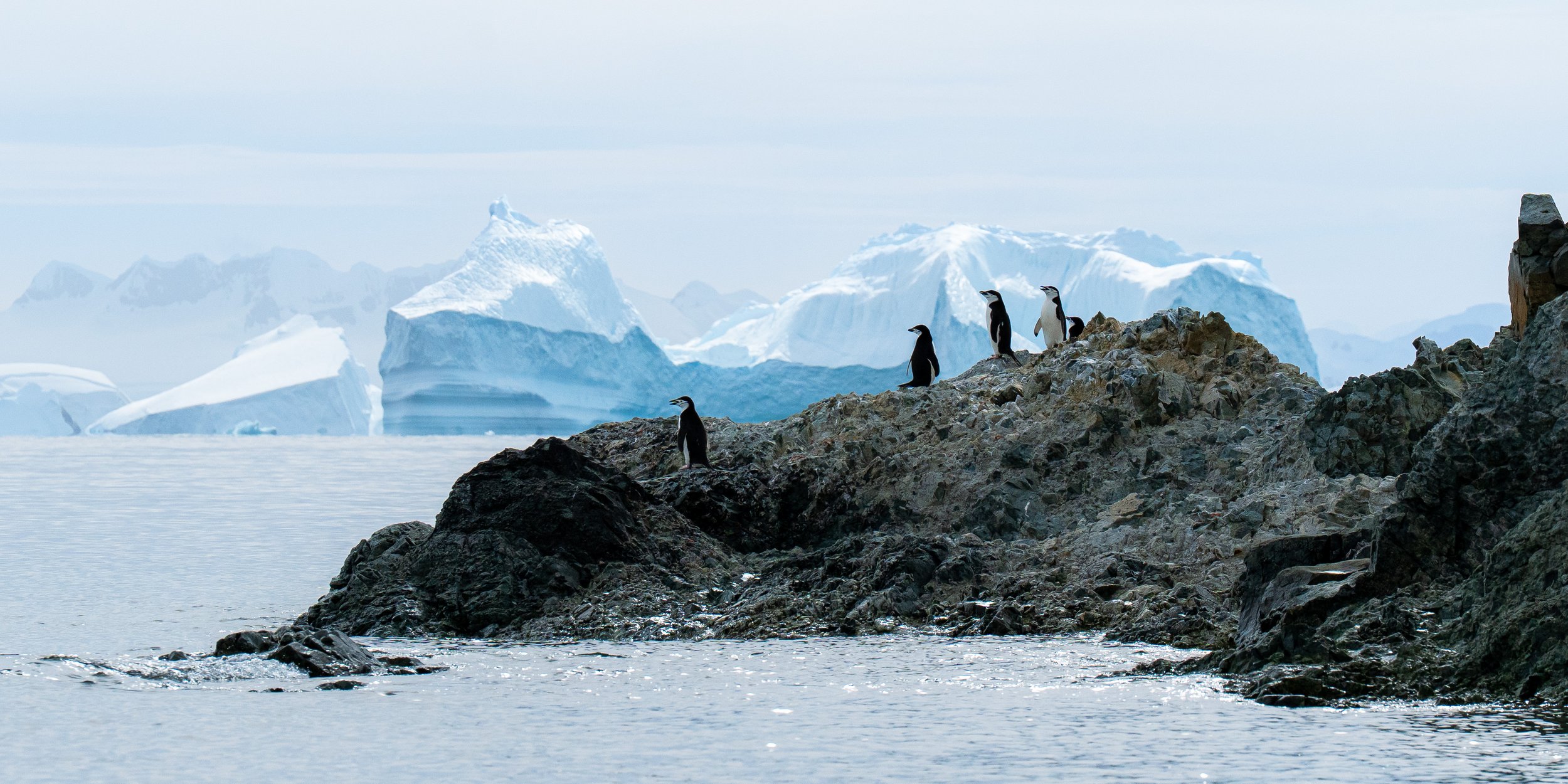 Group of penguins standing on rocky shore with icebergs and mountains in the background.